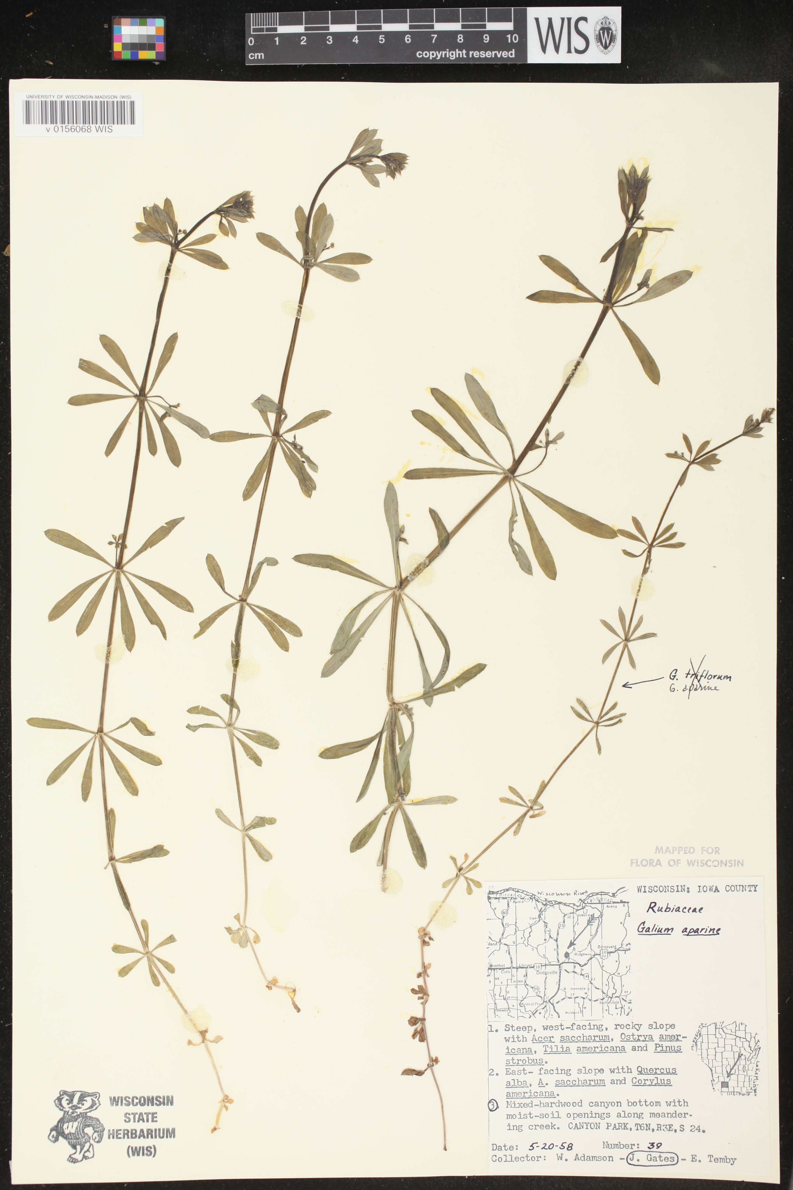 Galium aparine image