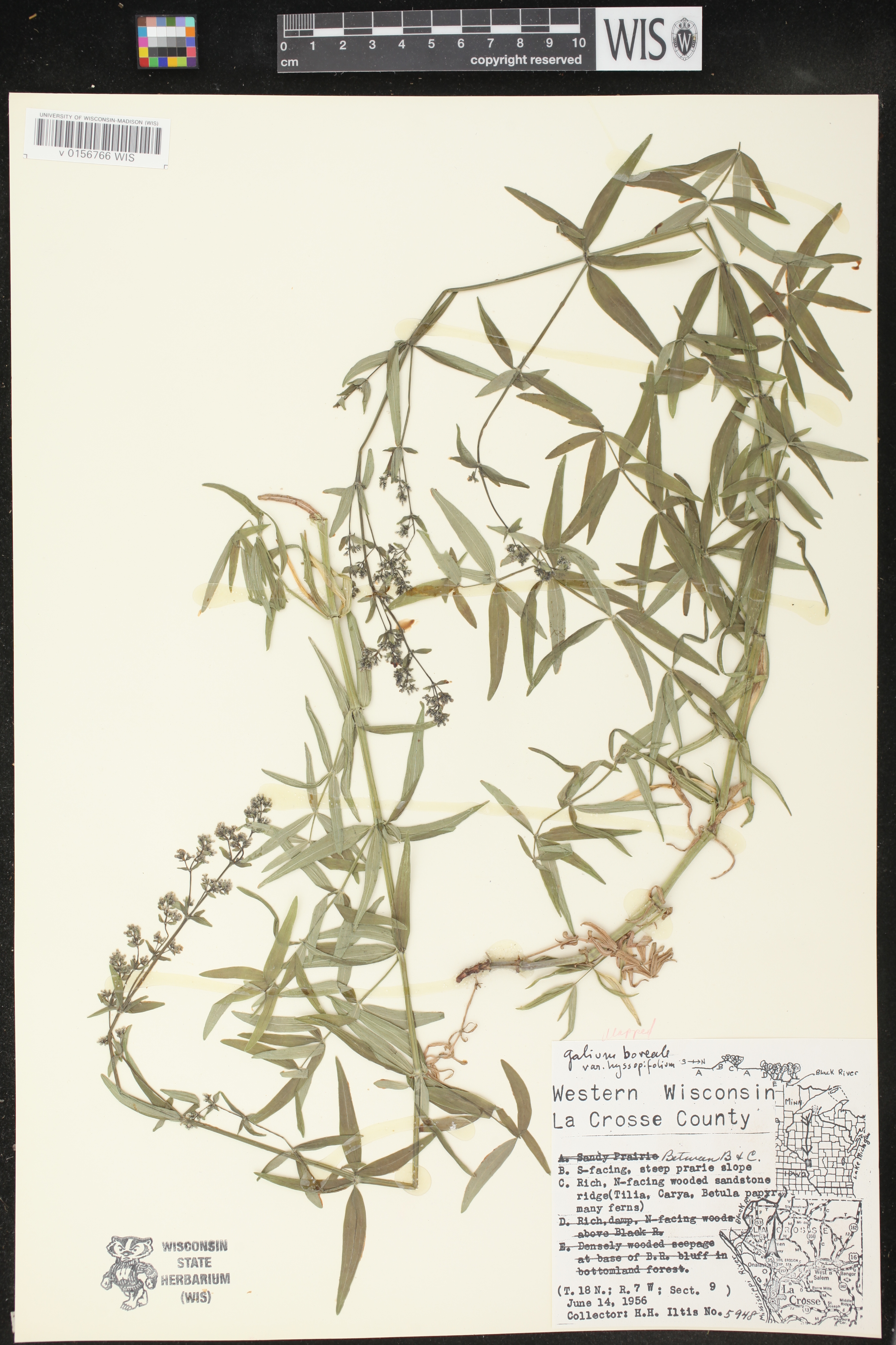 Galium boreale image