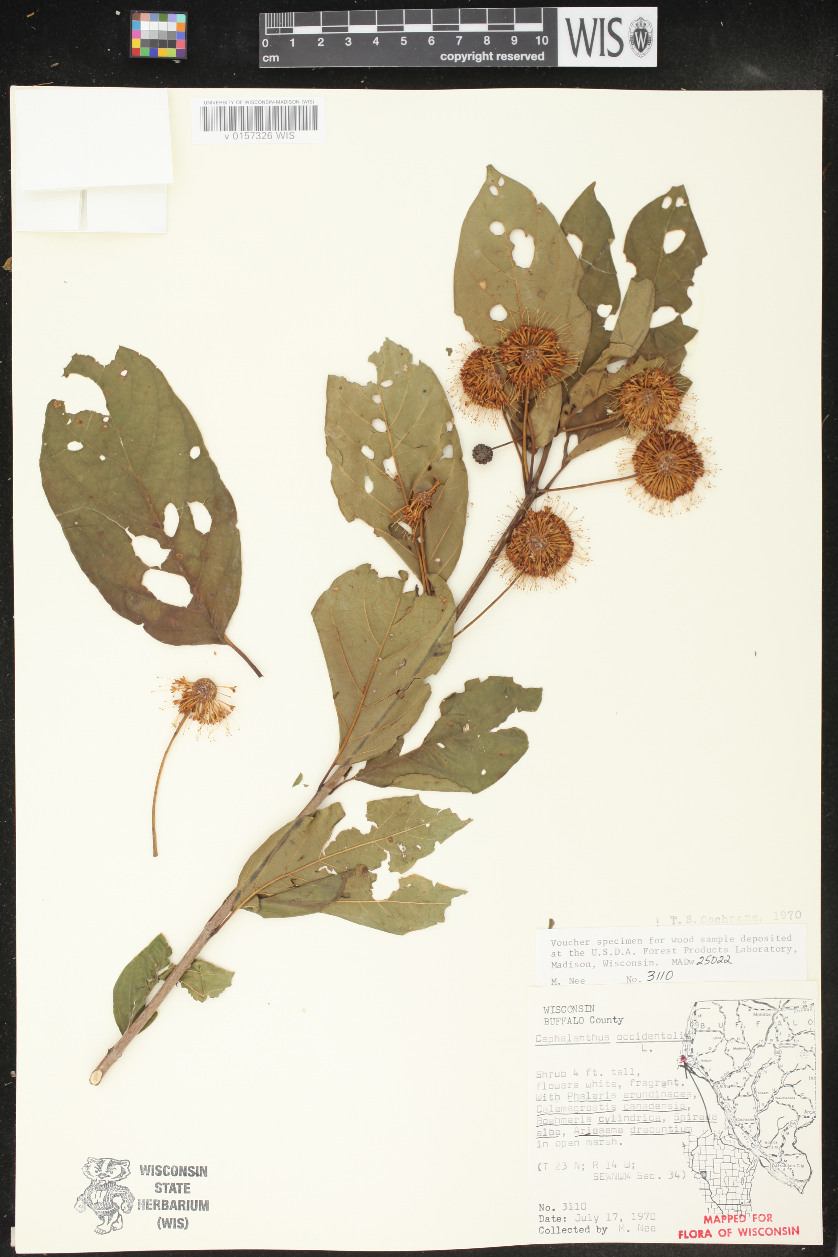 Cephalanthus occidentalis image