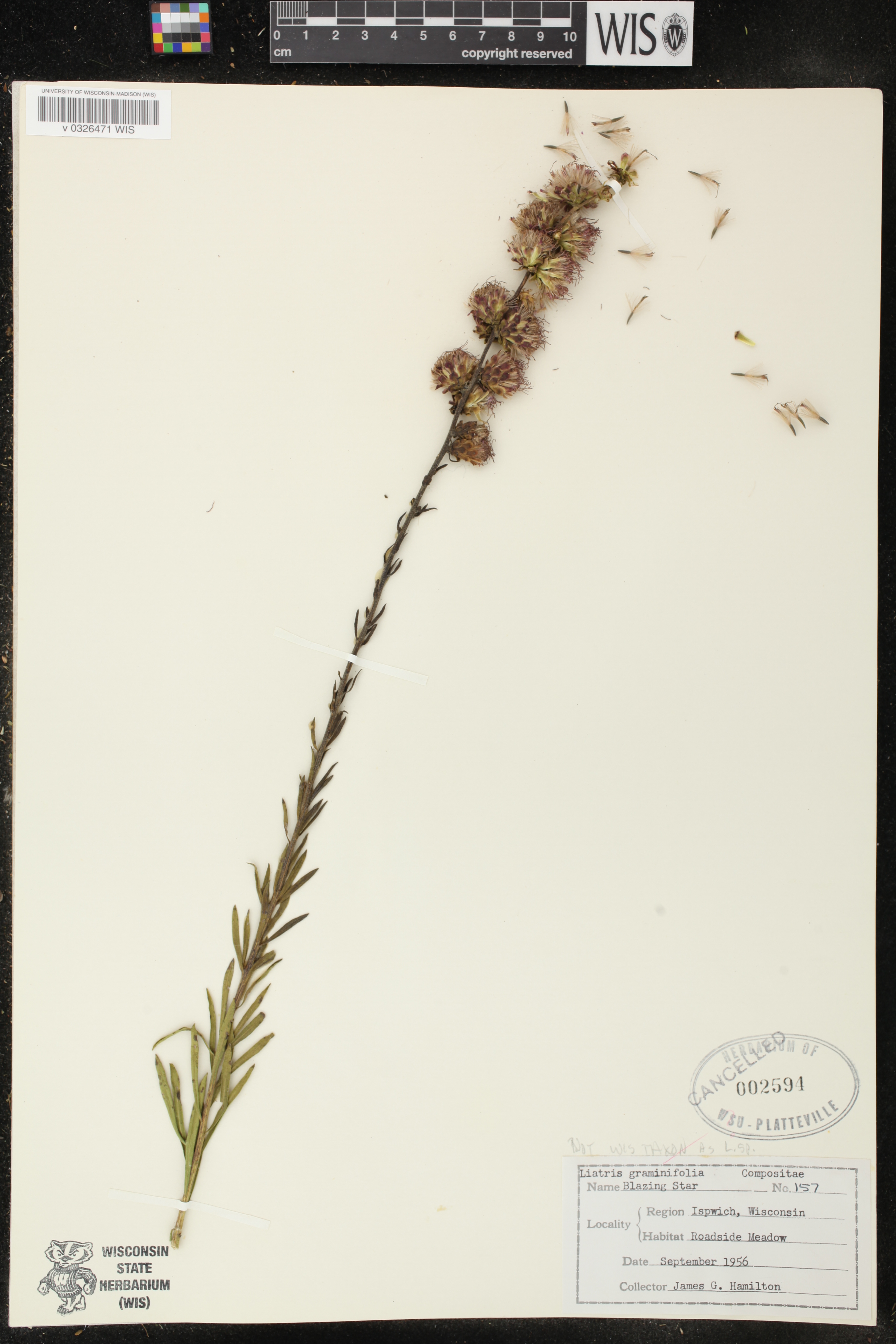Liatris aspera image