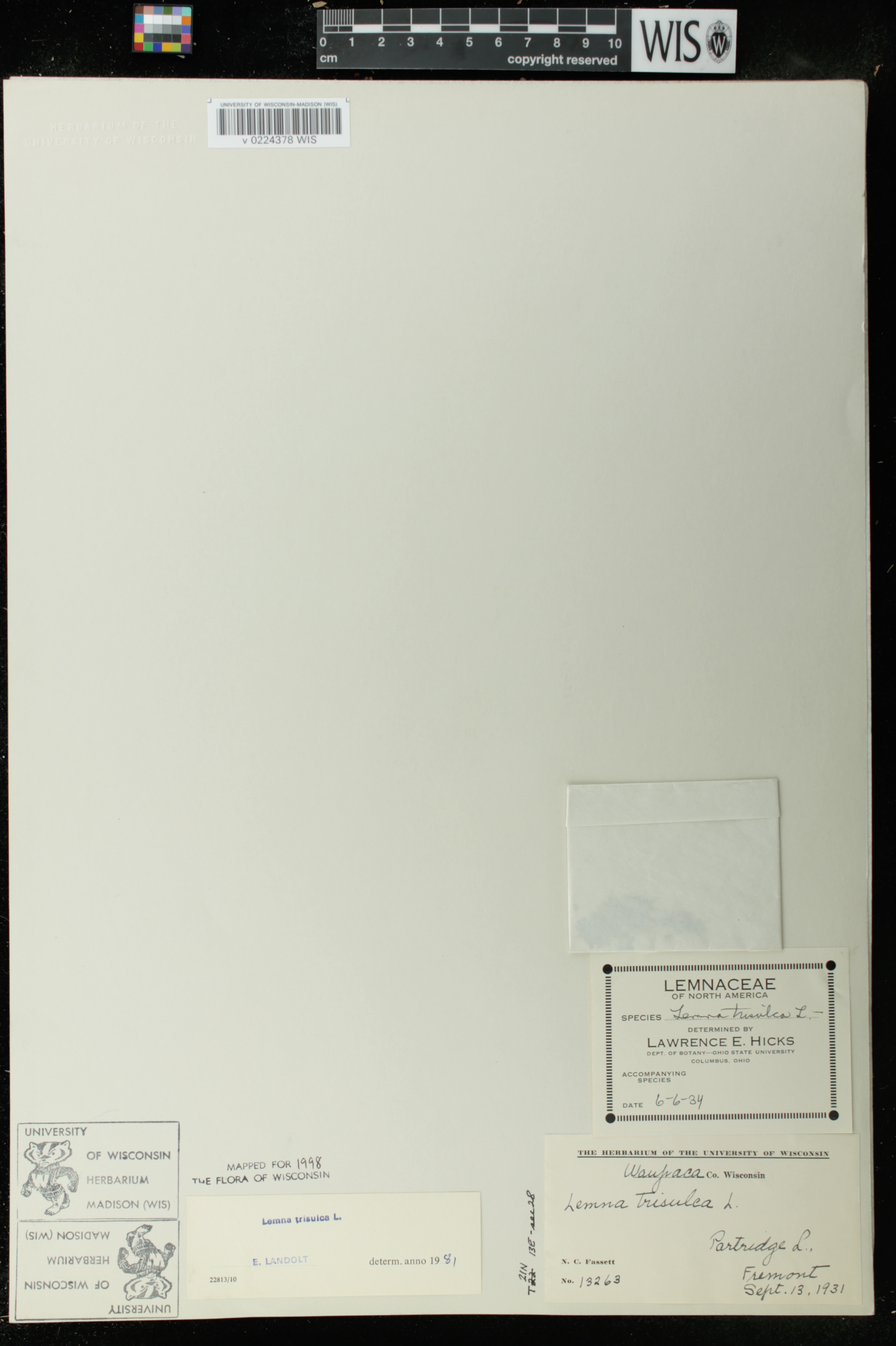Lemna trisulca image