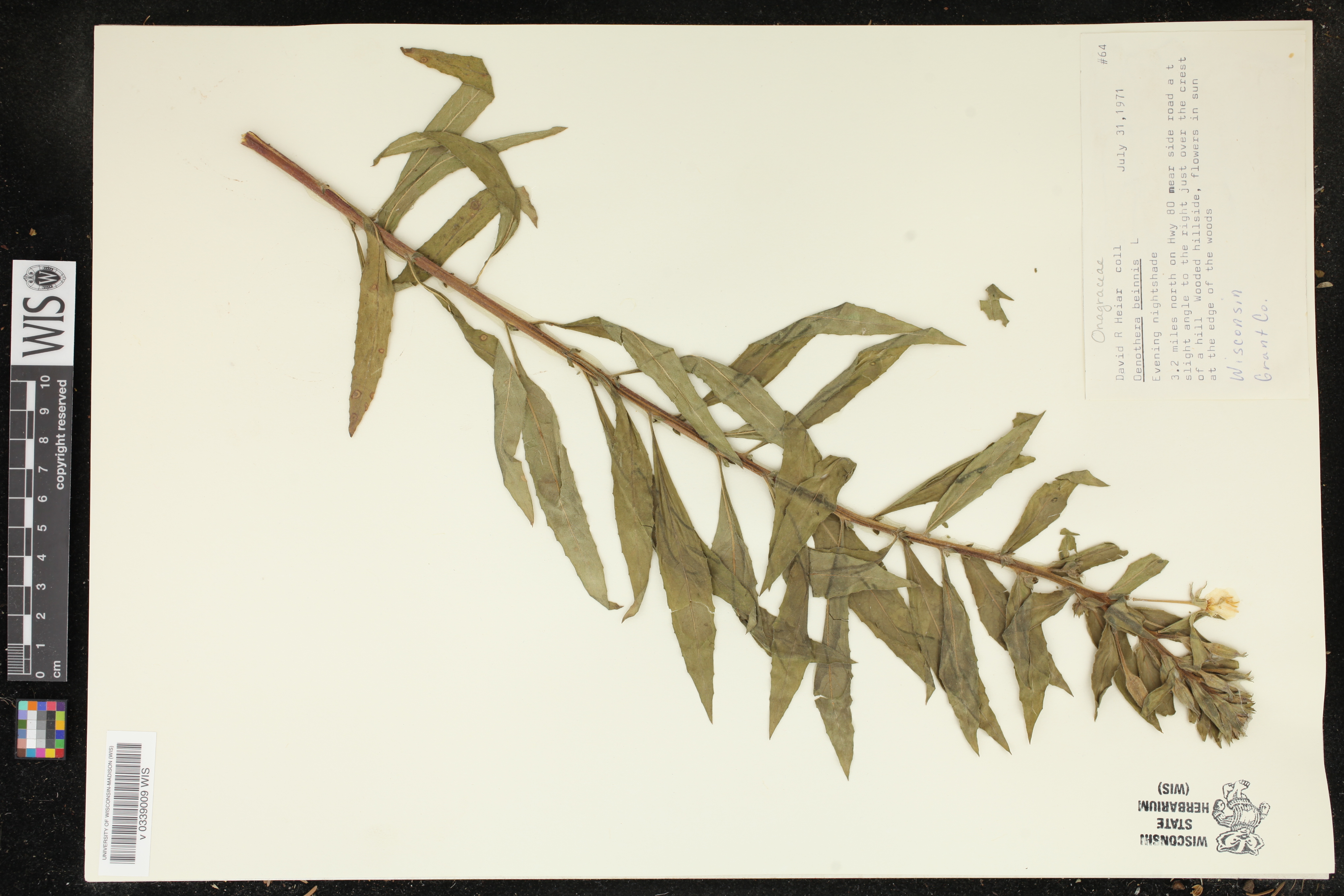 Oenothera biennis image