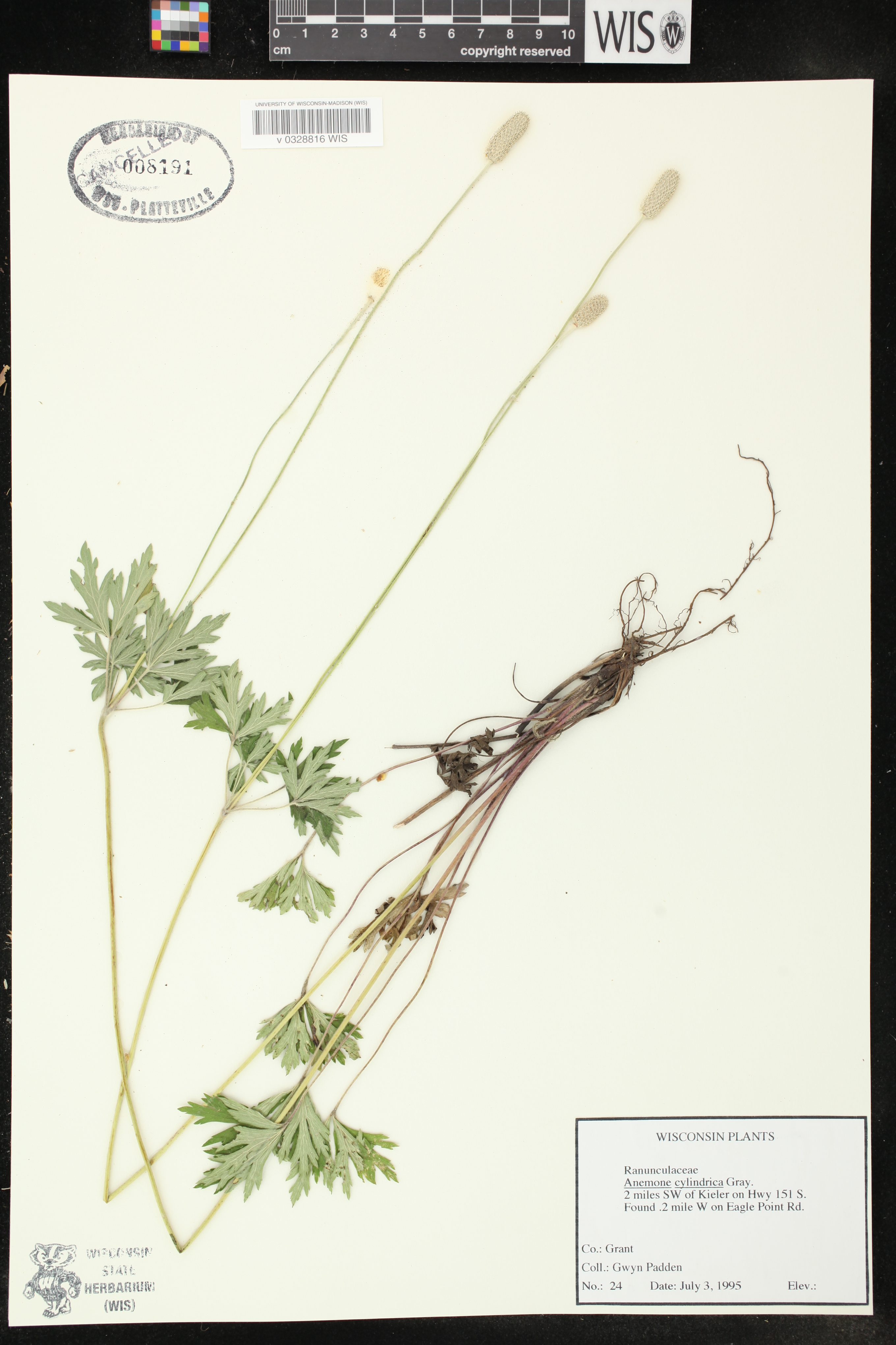 Anemone cylindrica image