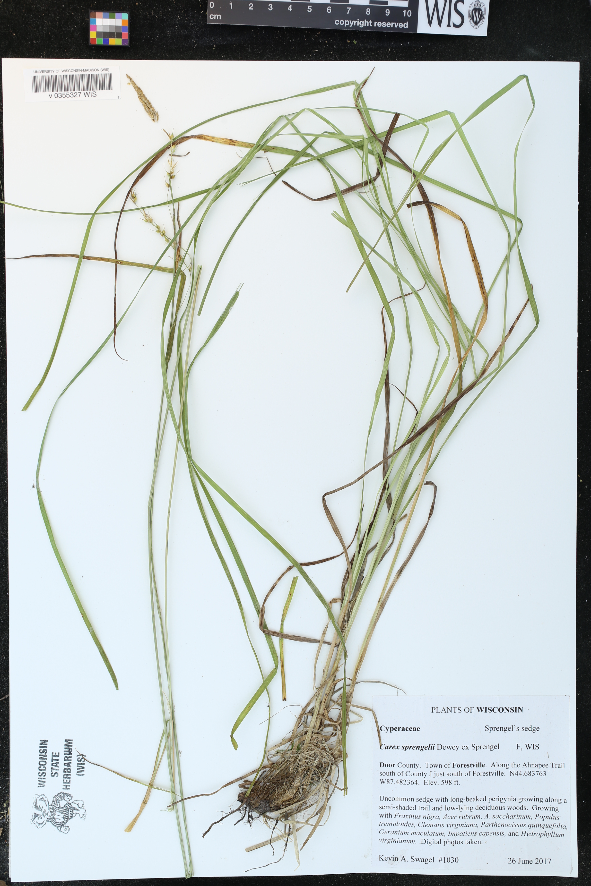 Carex sprengelii image