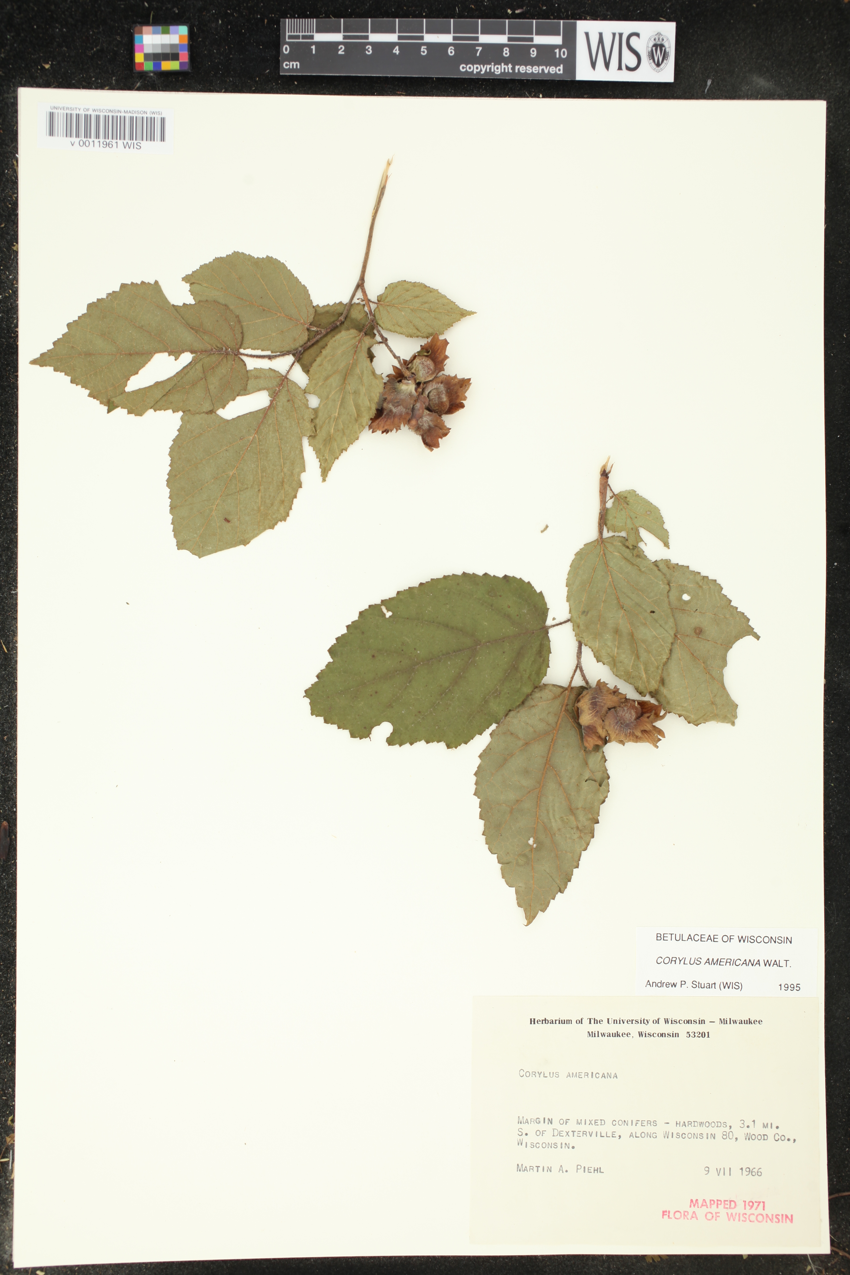 Corylus americana image