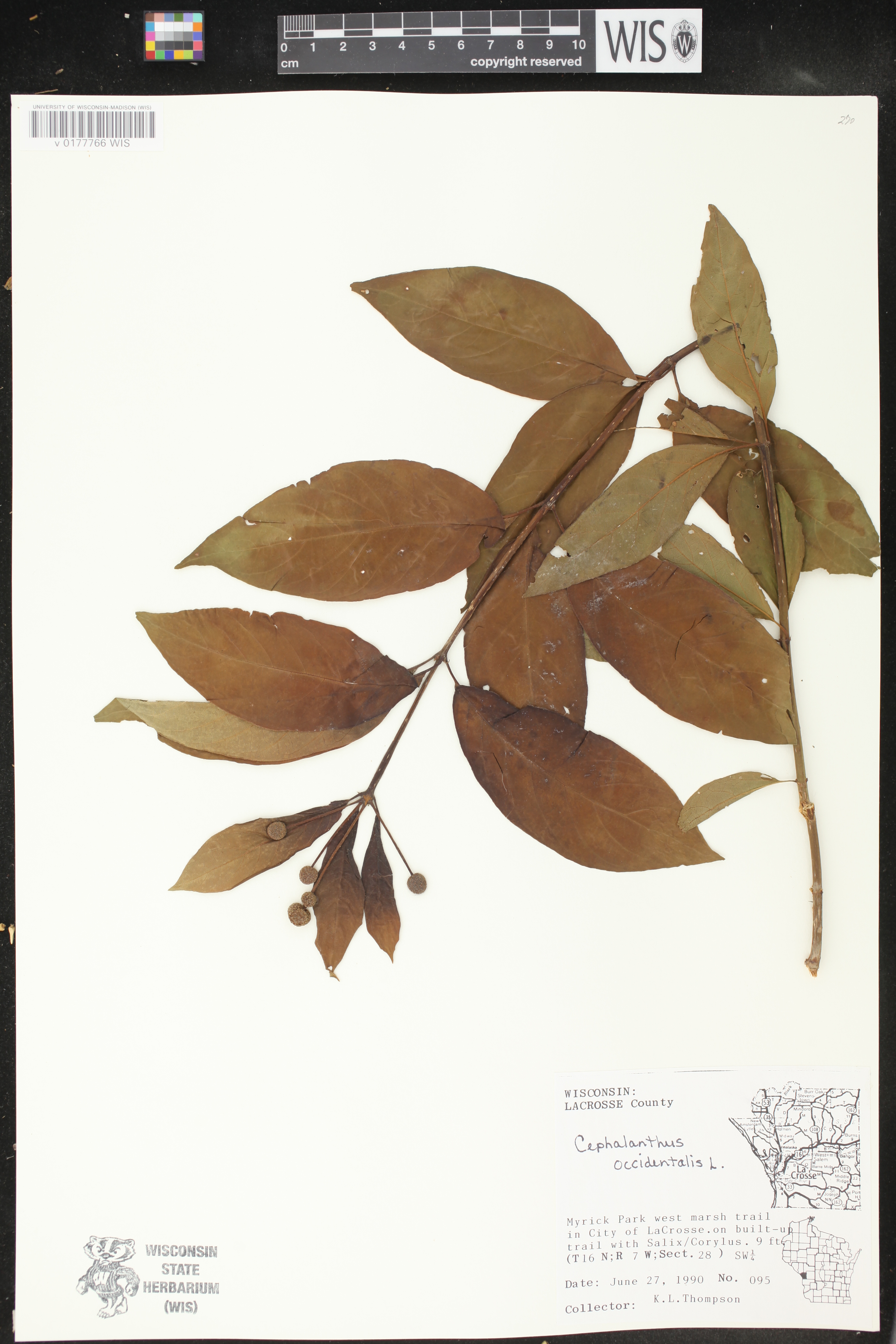Cephalanthus occidentalis image