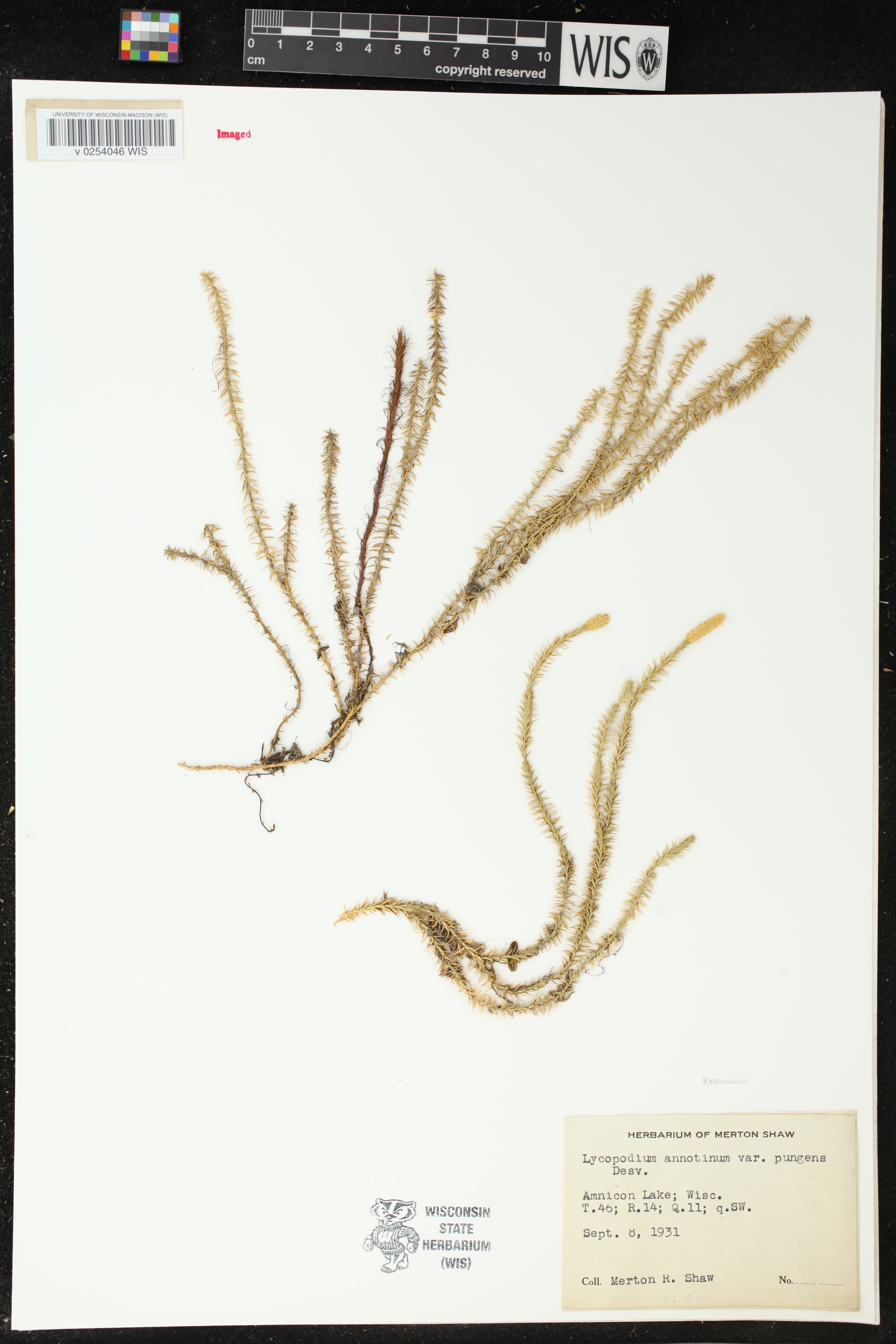 Spinulum annotinum image