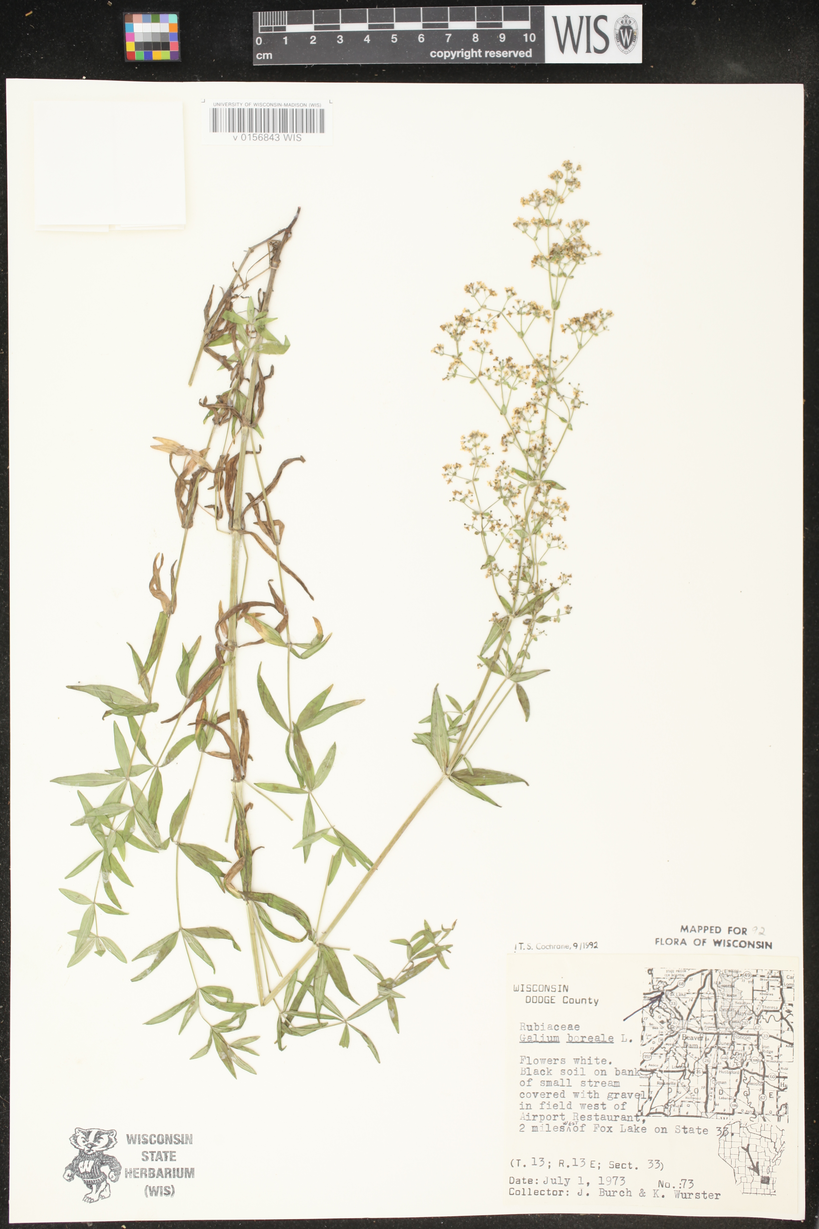 Galium boreale image
