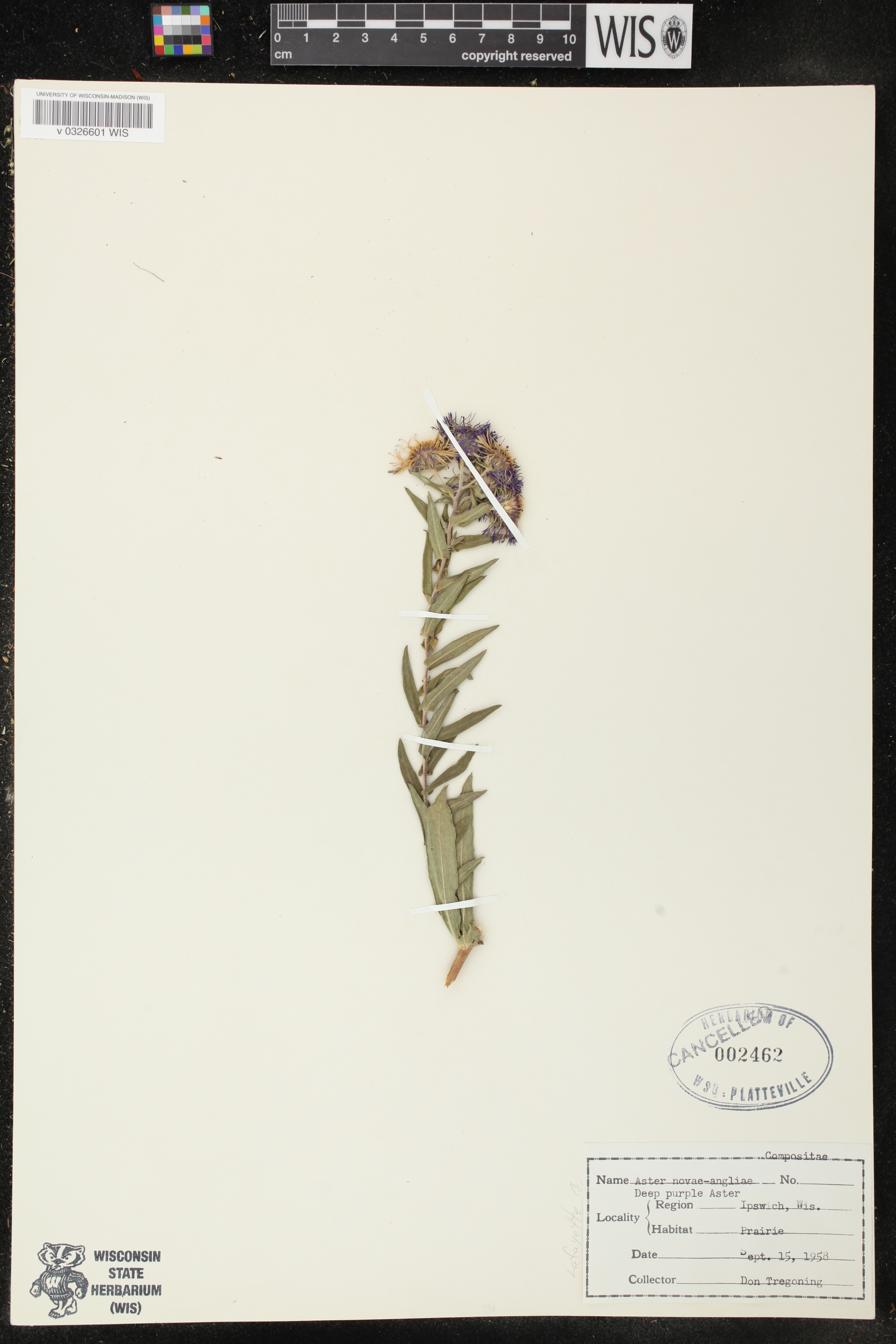 Symphyotrichum novae-angliae image