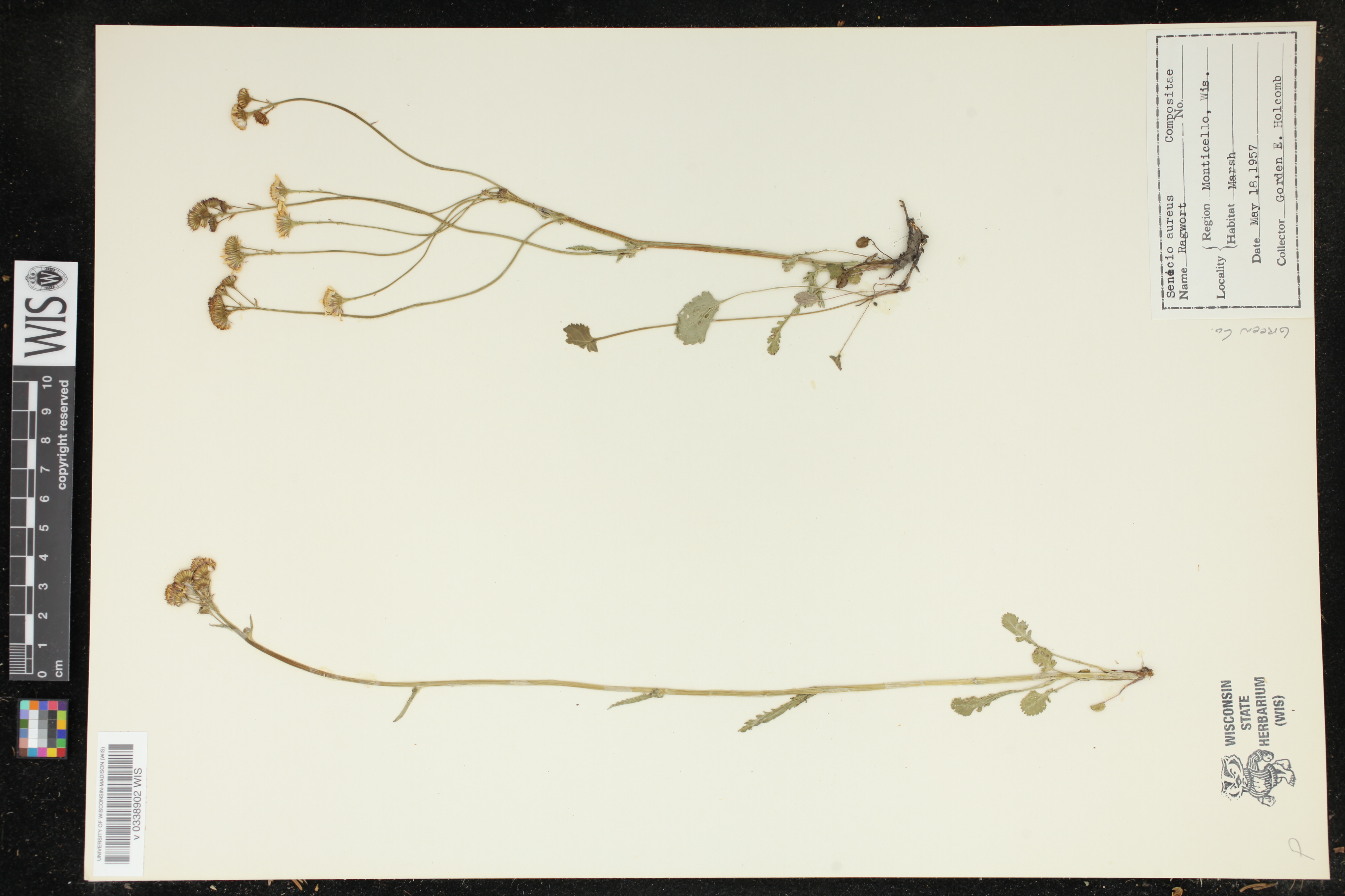 Packera aurea image