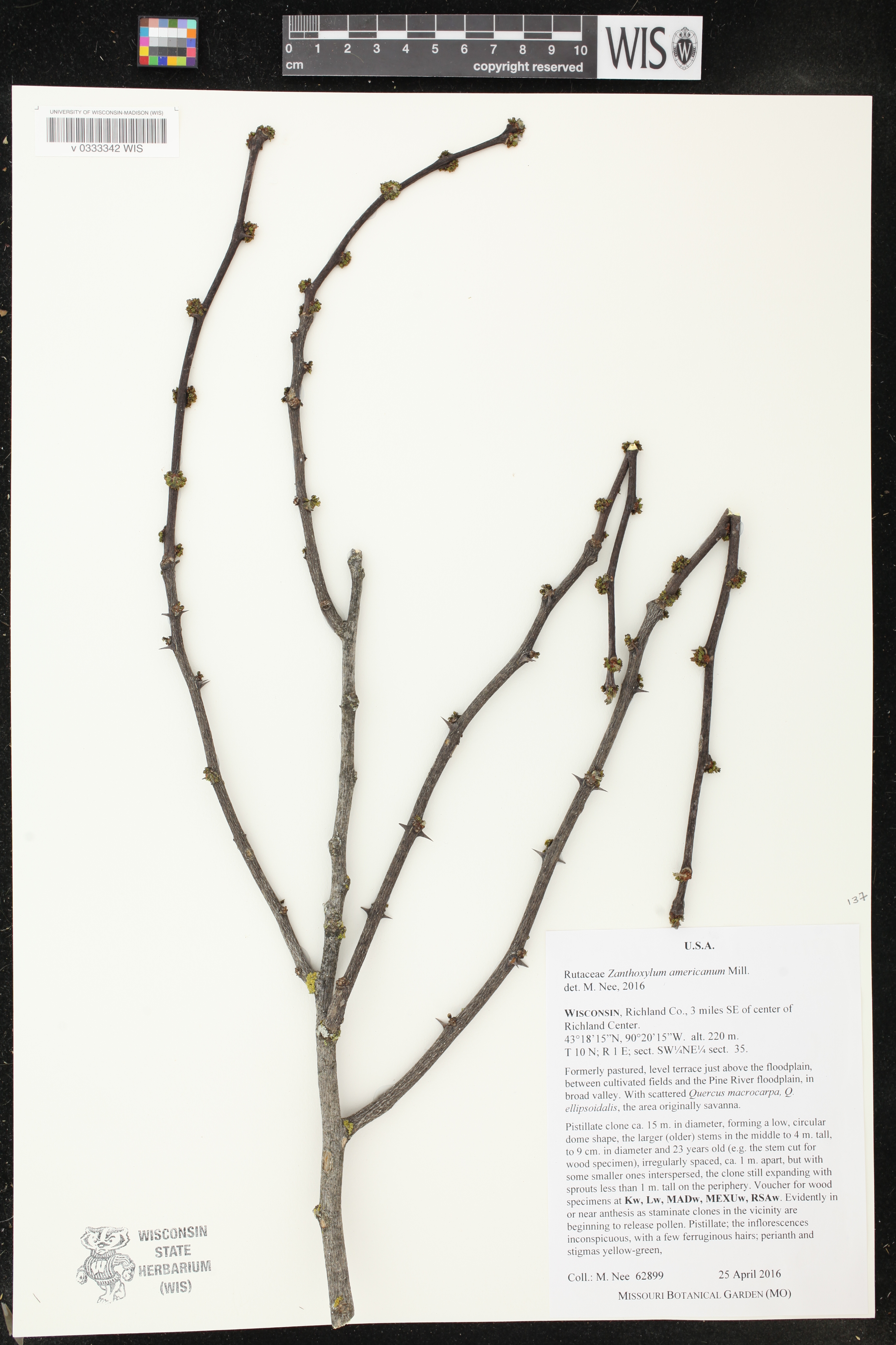 Zanthoxylum americanum image