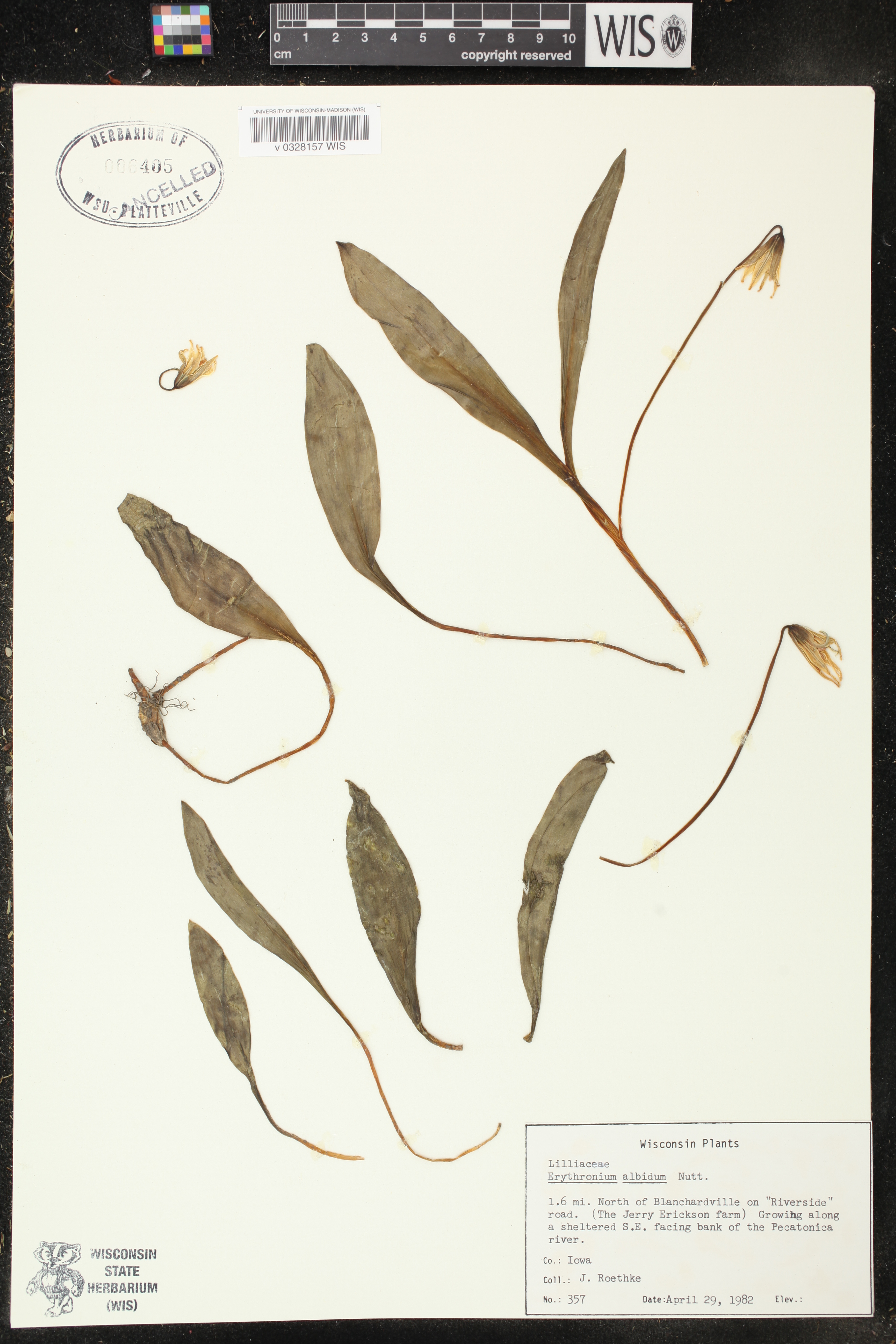 Erythronium albidum image