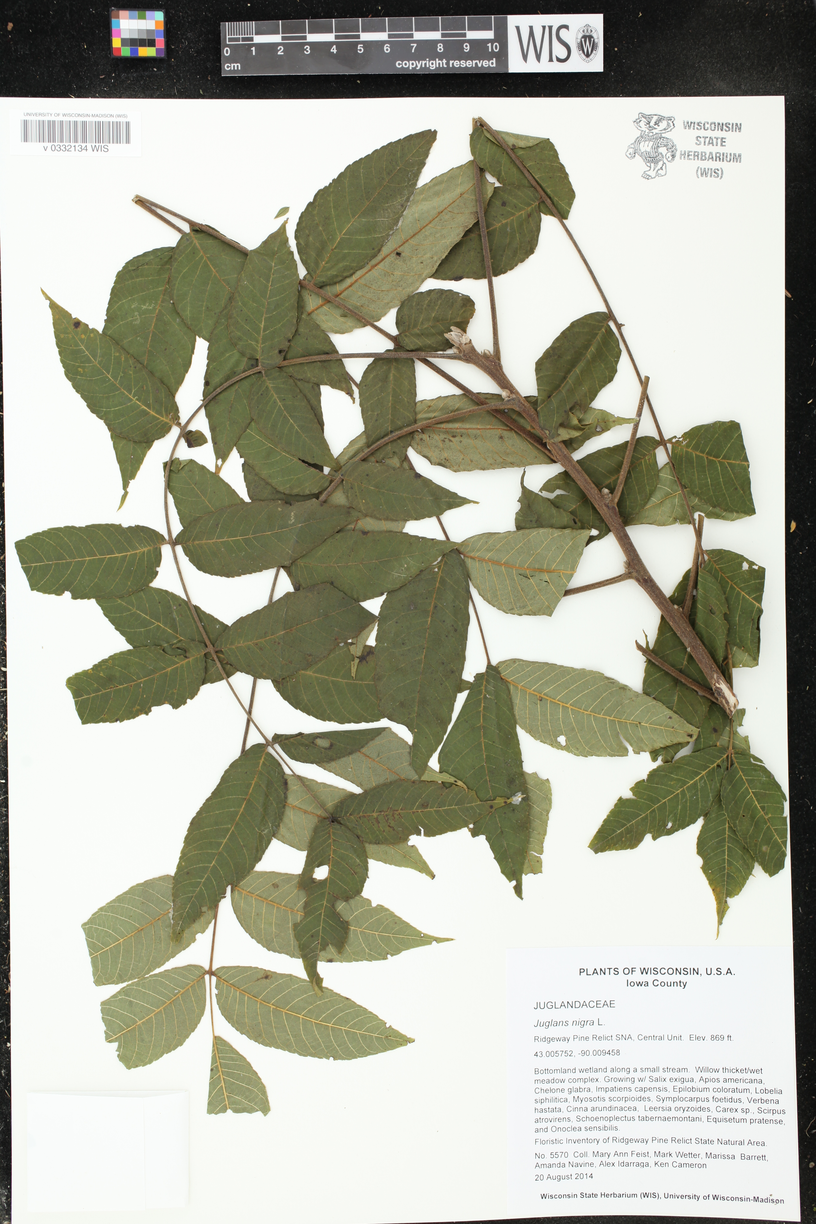 Juglans nigra image