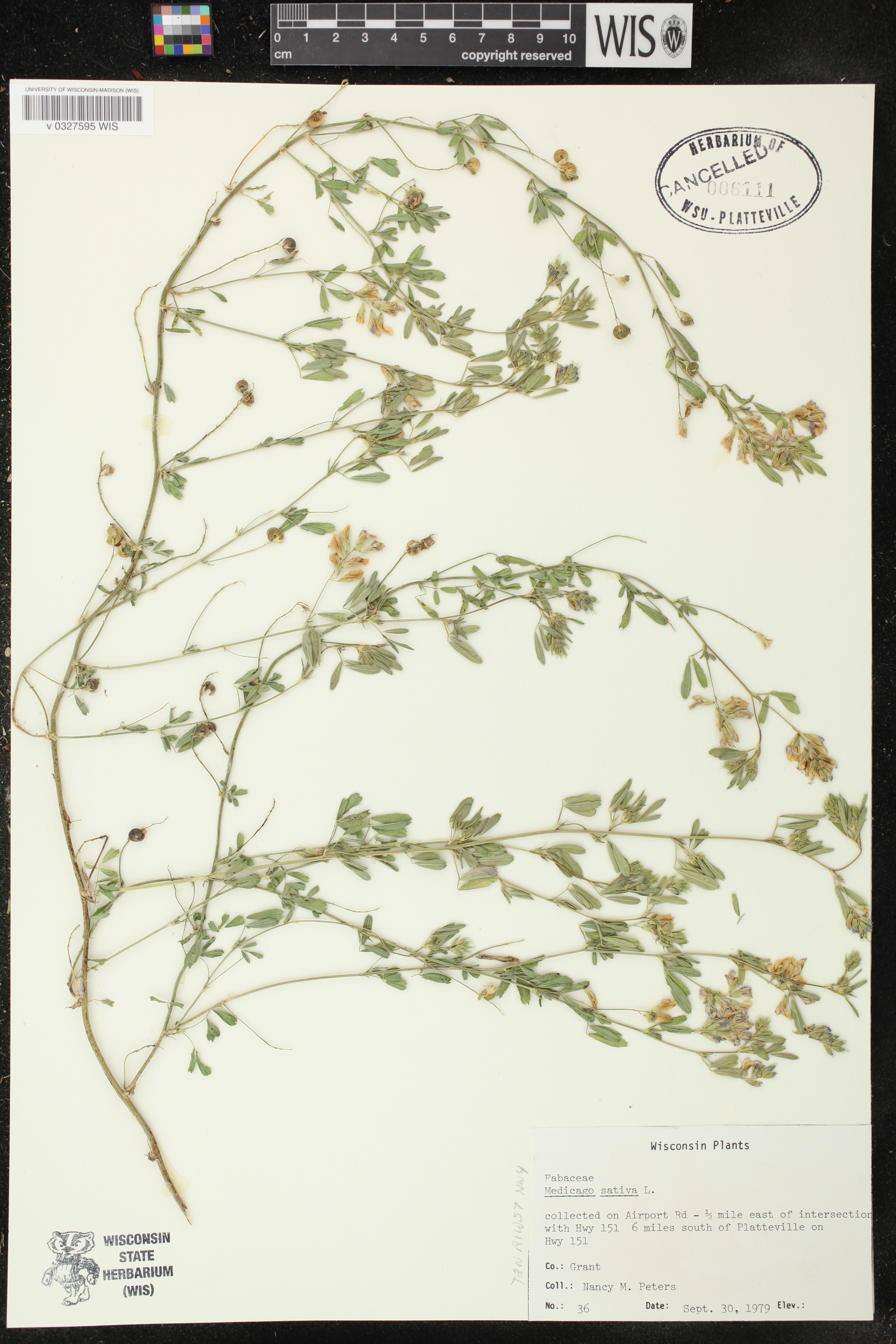 Medicago sativa image