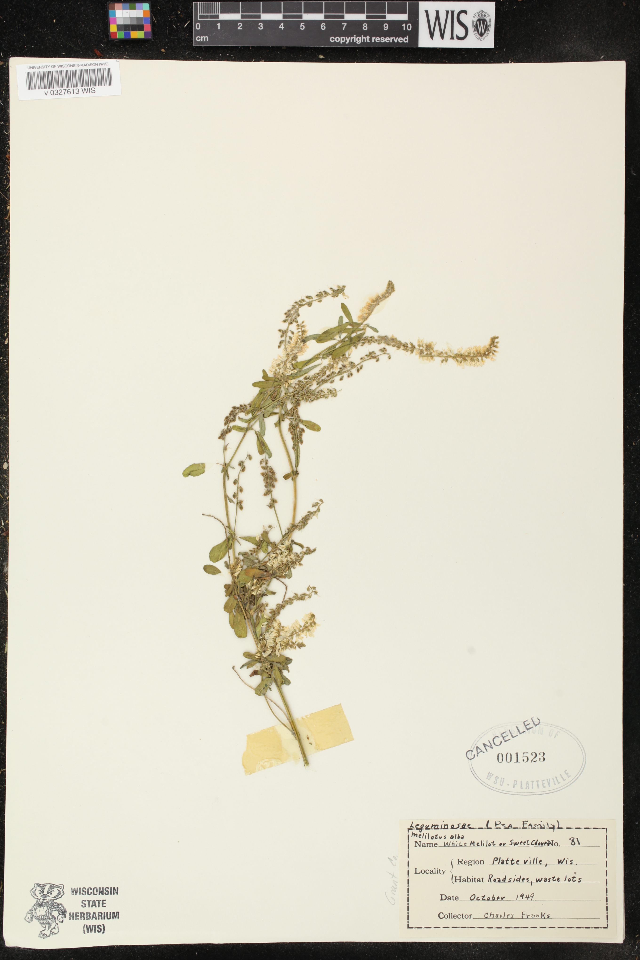 Melilotus albus image