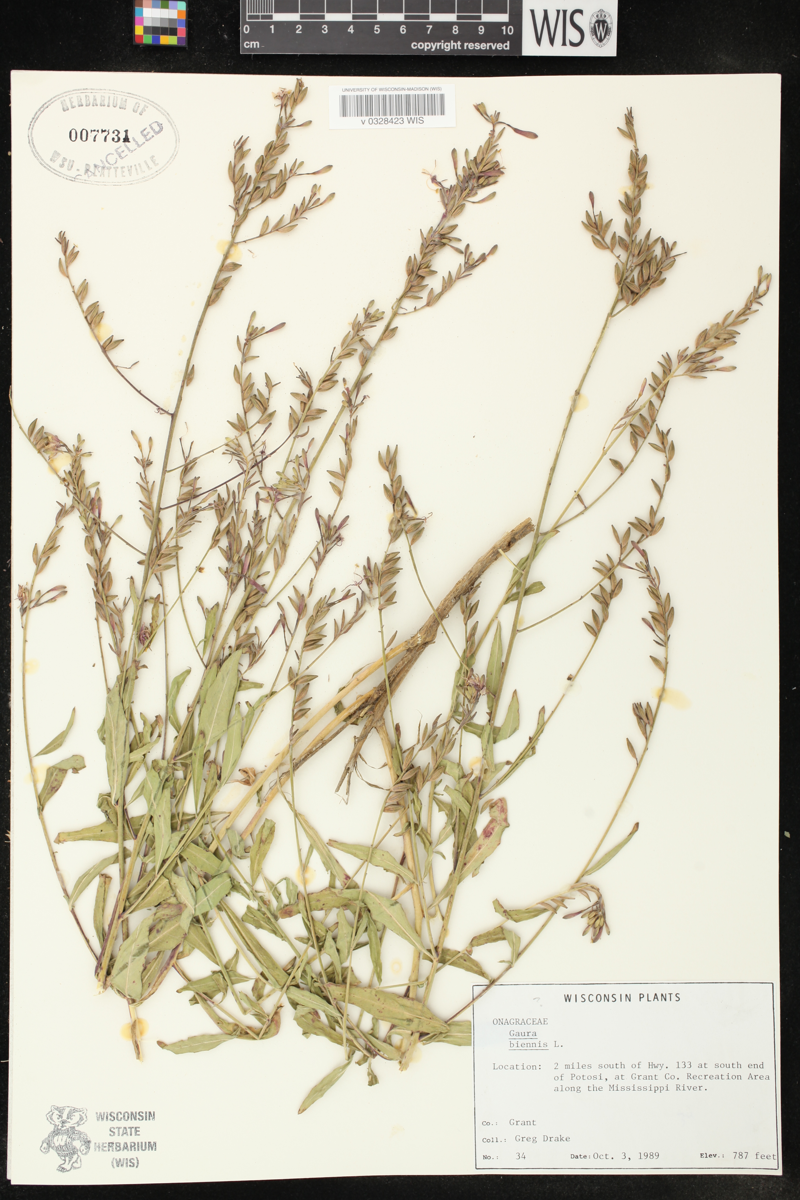 Oenothera gaura image