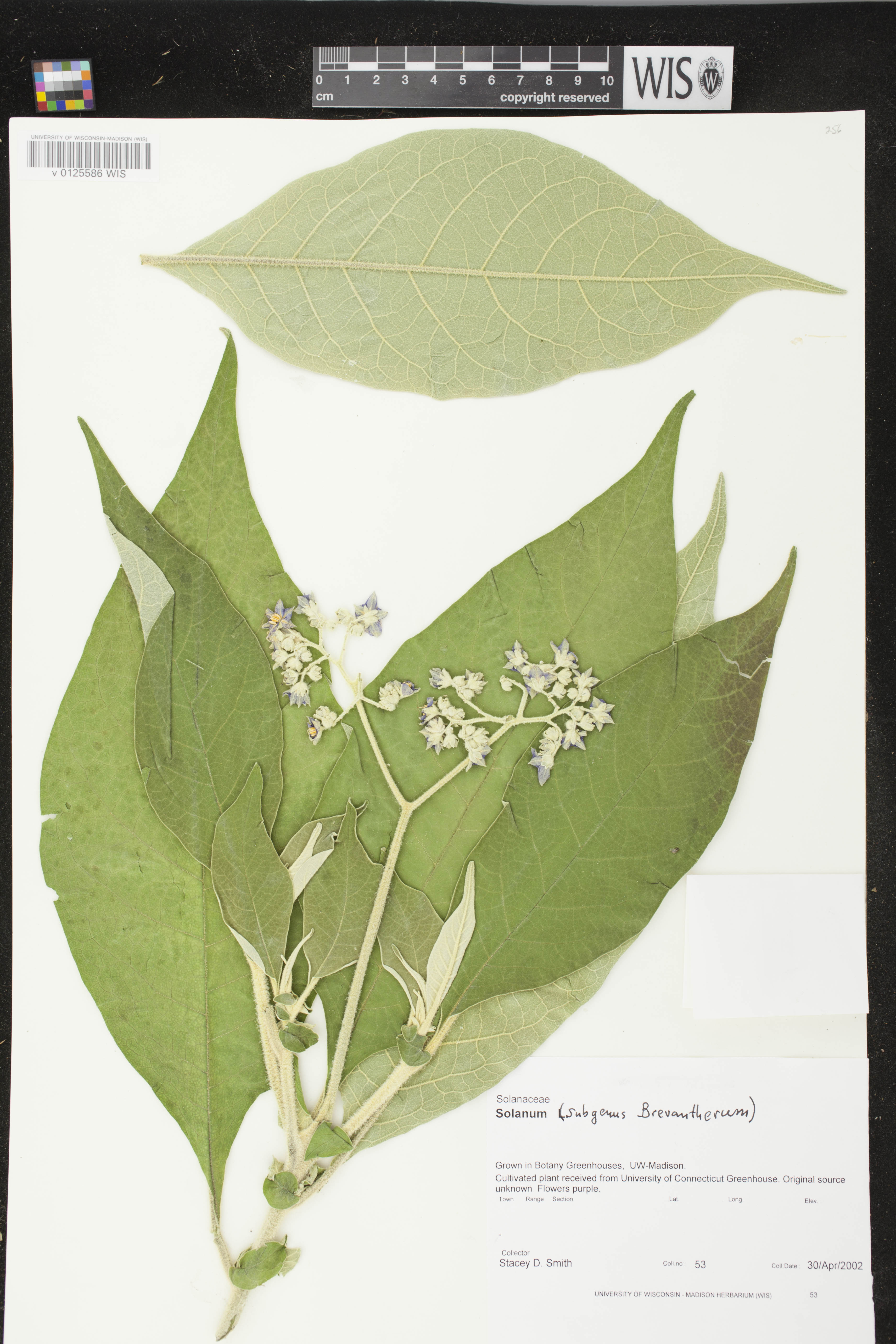 Solanum mauritianum image