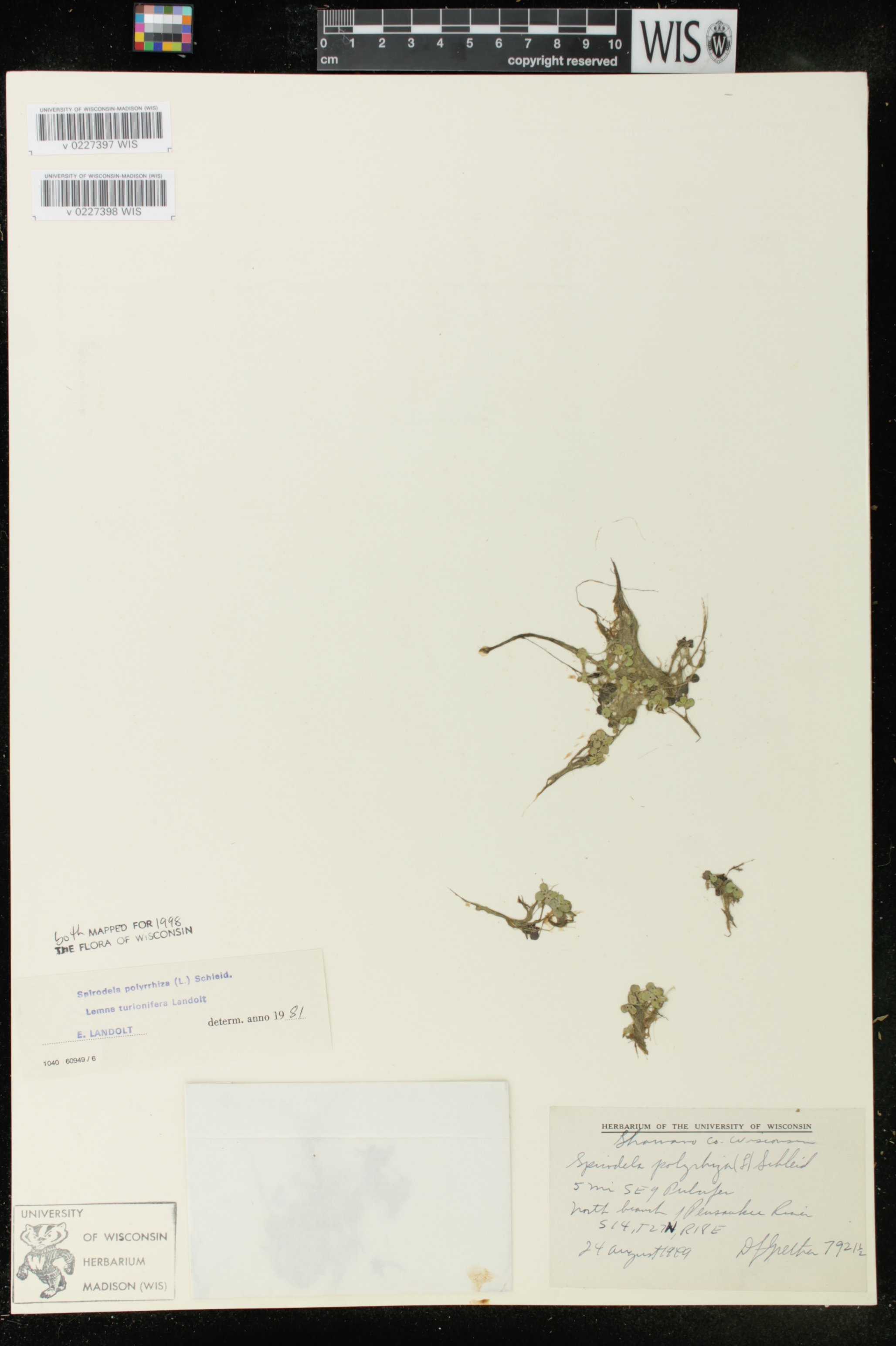 Lemna turionifera image