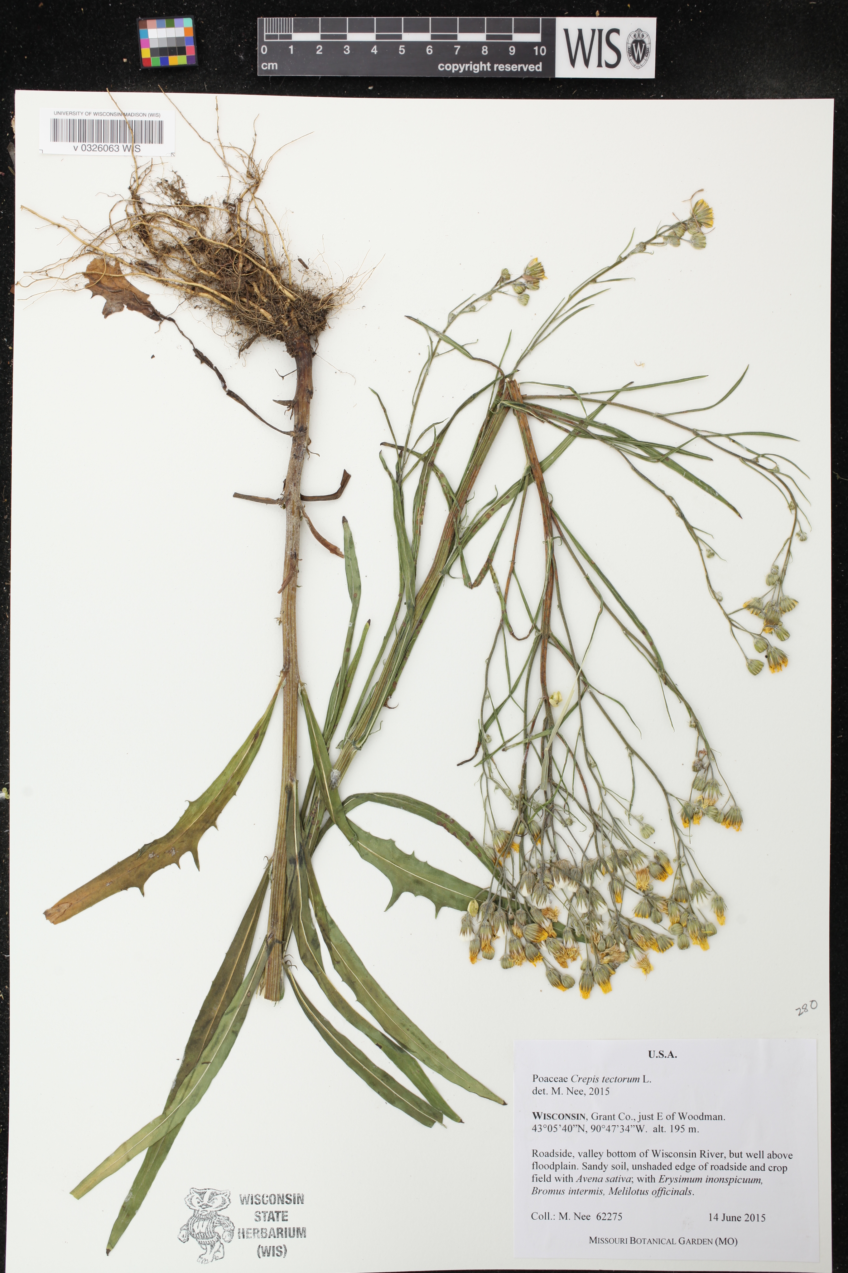 Crepis tectorum image