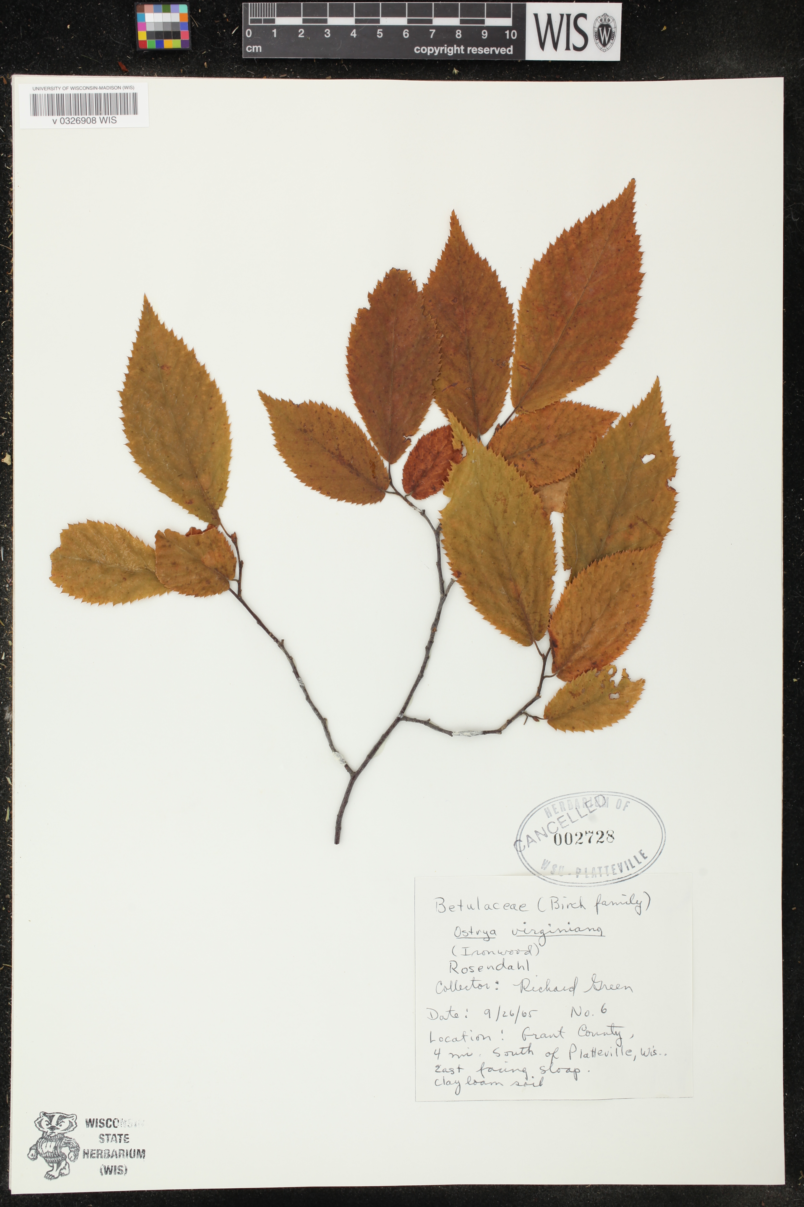 Ostrya virginiana image