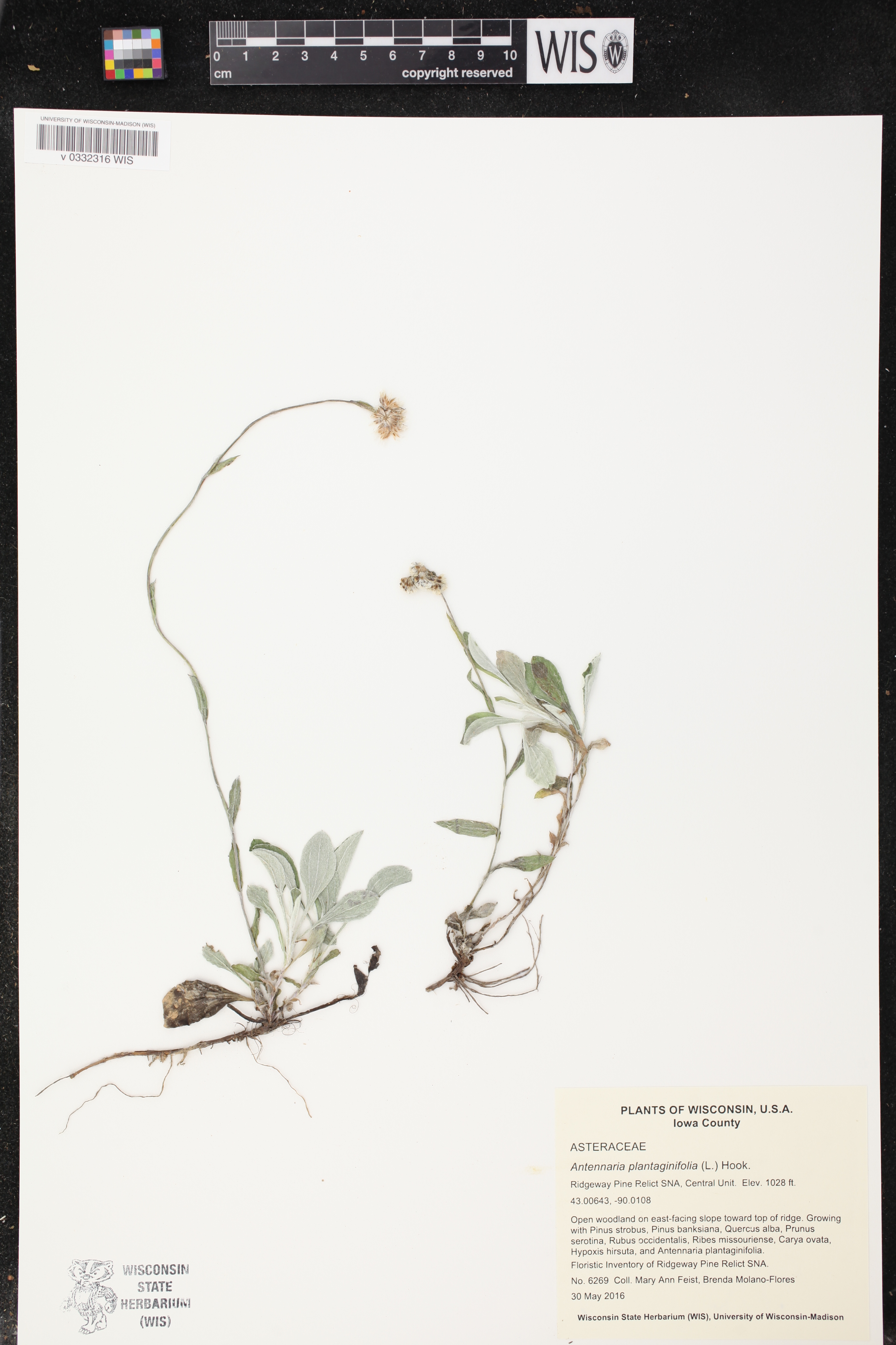 Antennaria plantaginifolia image
