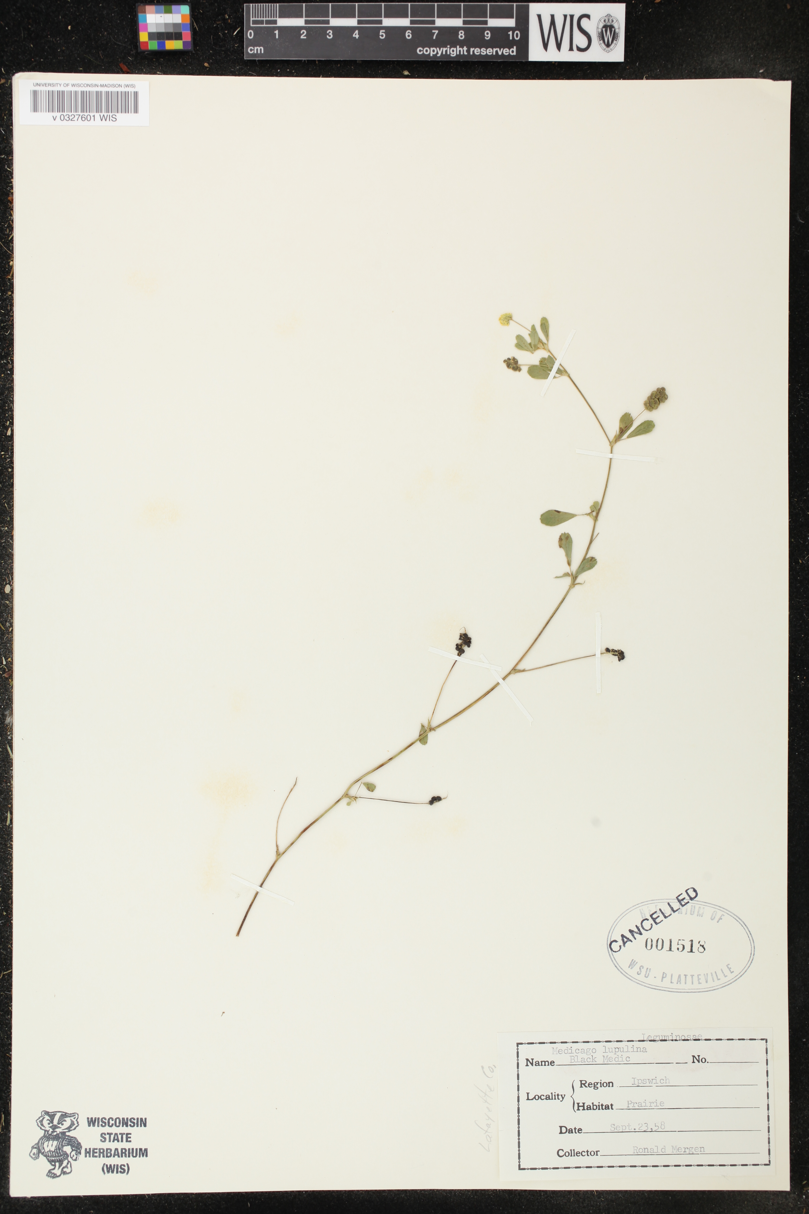 Medicago lupulina image