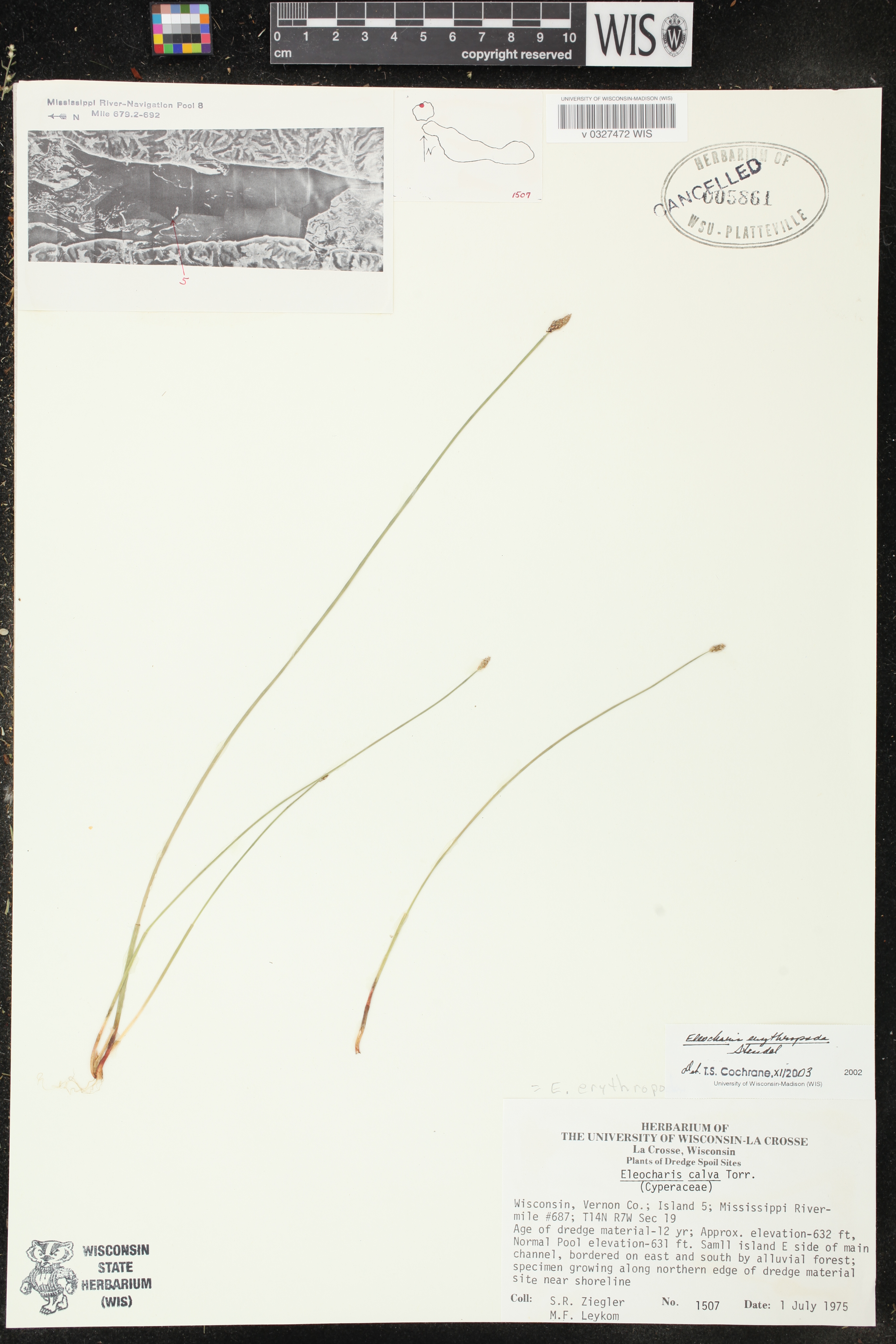 Eleocharis erythropoda image