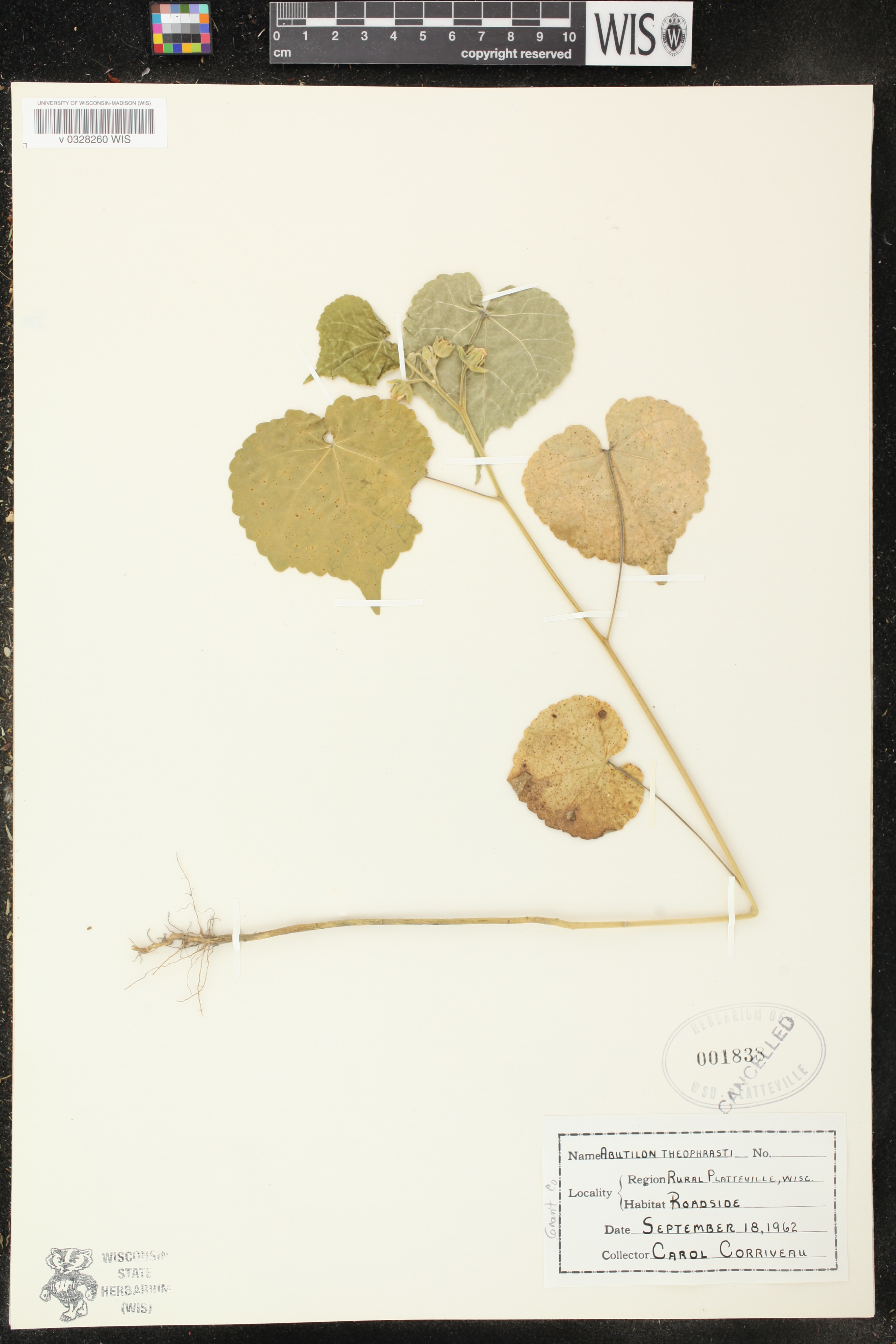 Abutilon theophrasti image