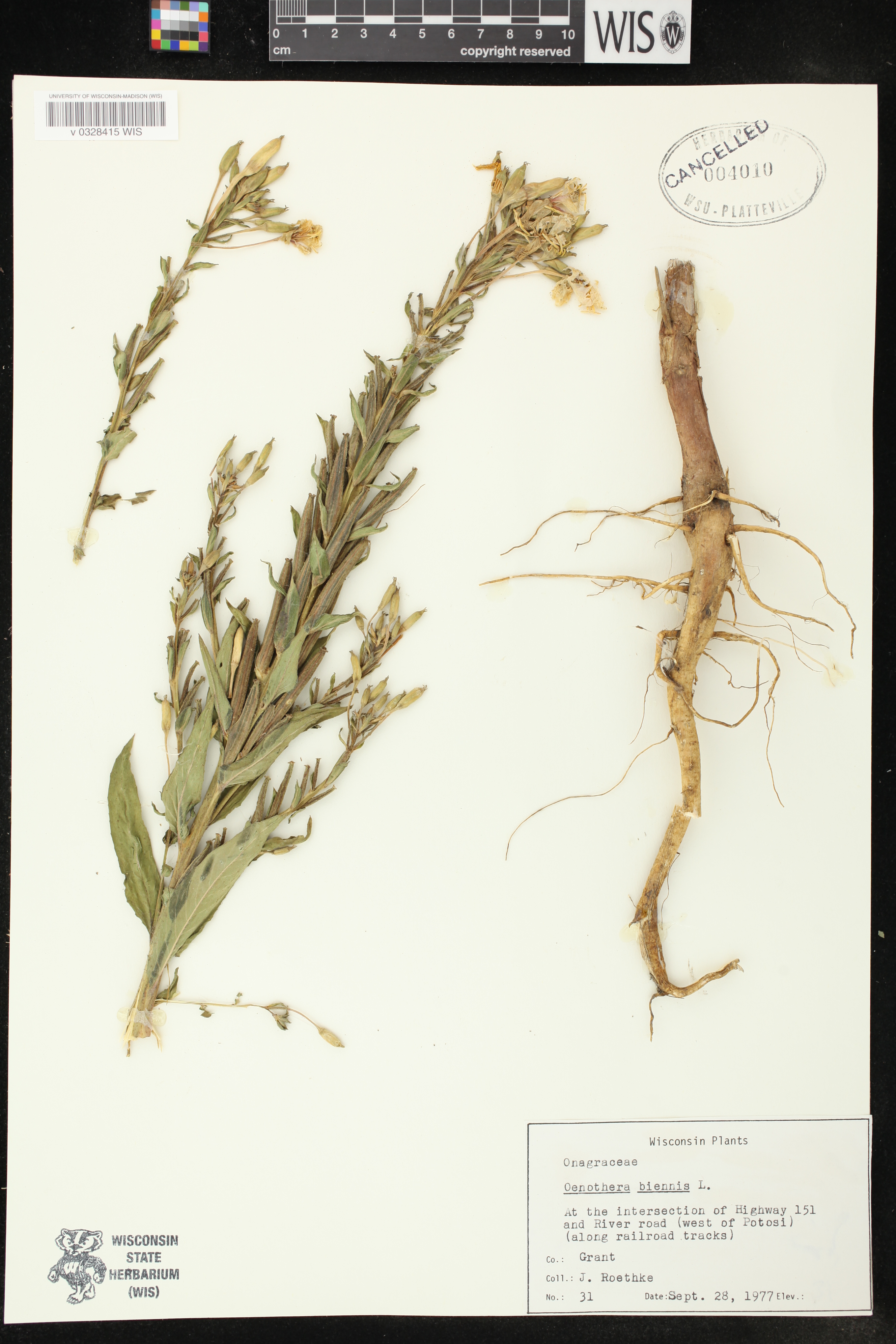 Oenothera biennis image