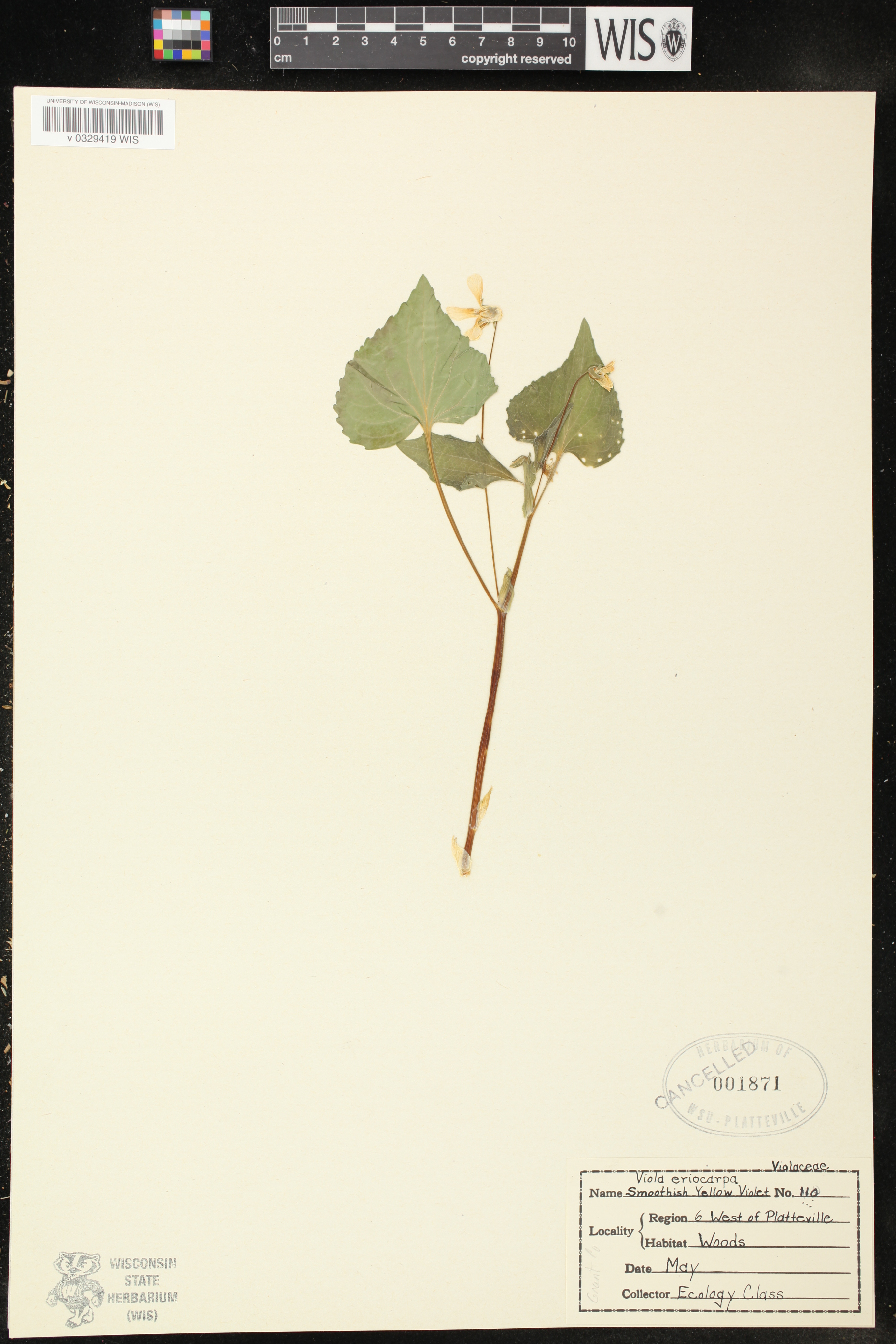 Viola pubescens var. scabriuscula image
