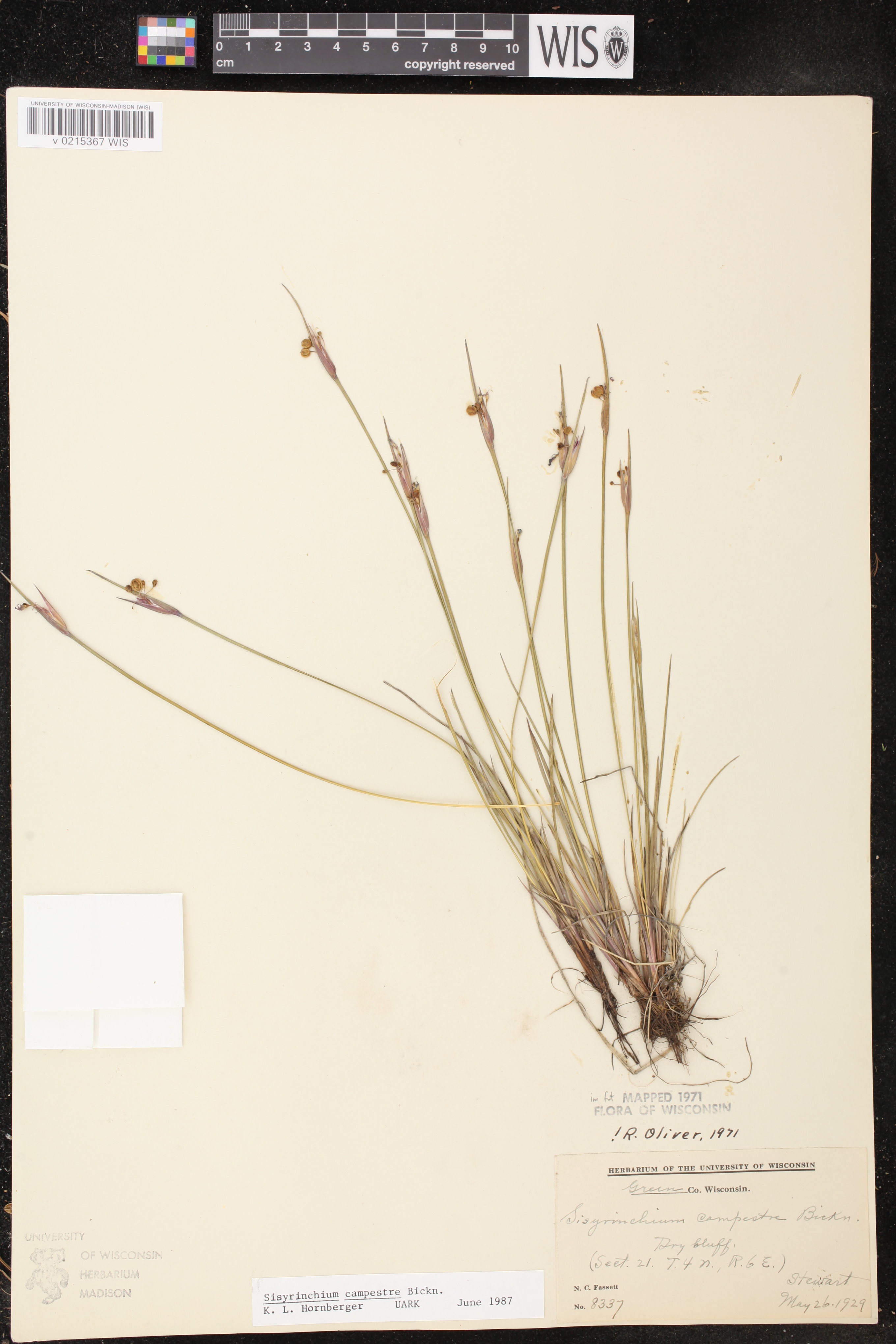 Sisyrinchium campestre image