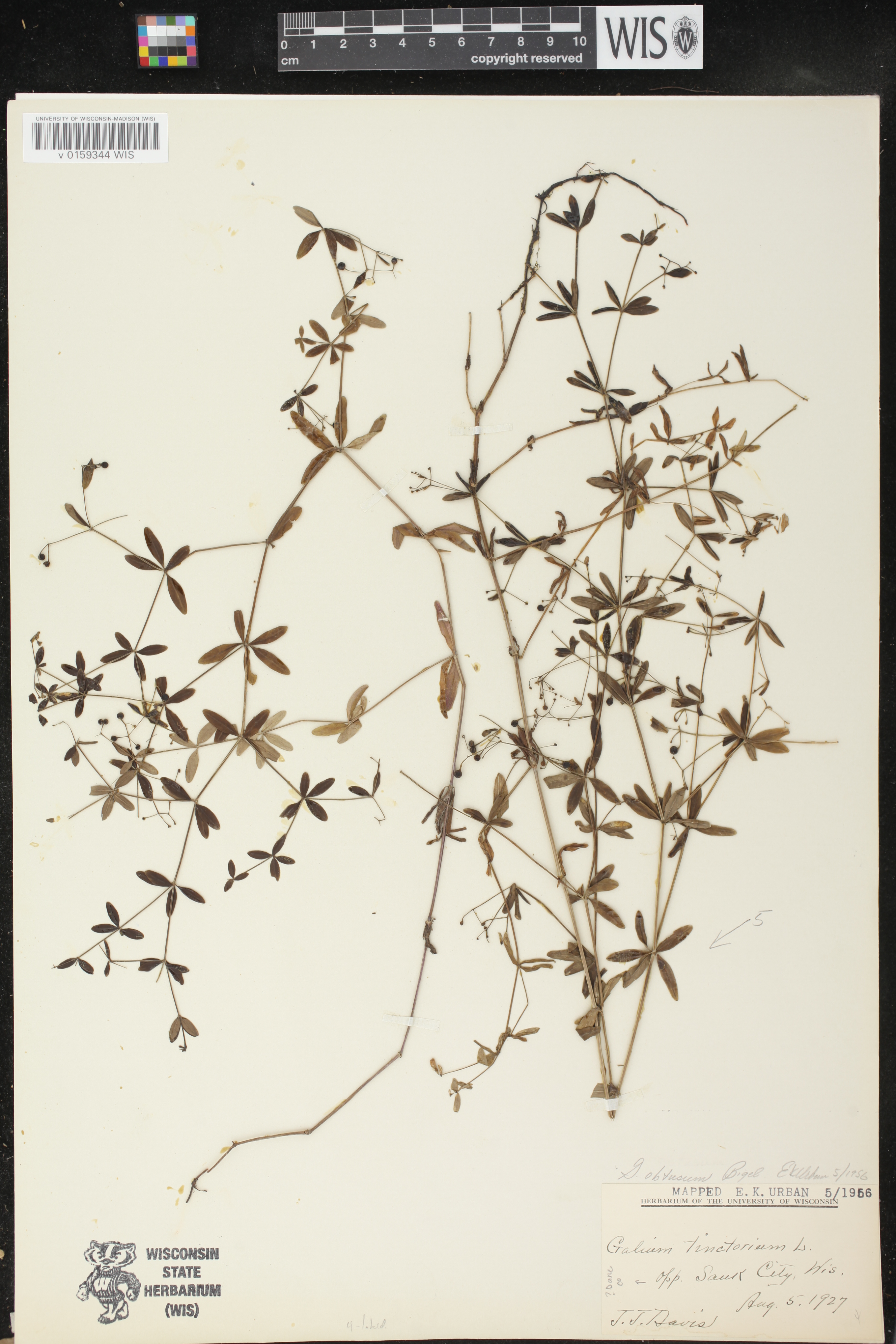 Galium obtusum subsp. obtusum image