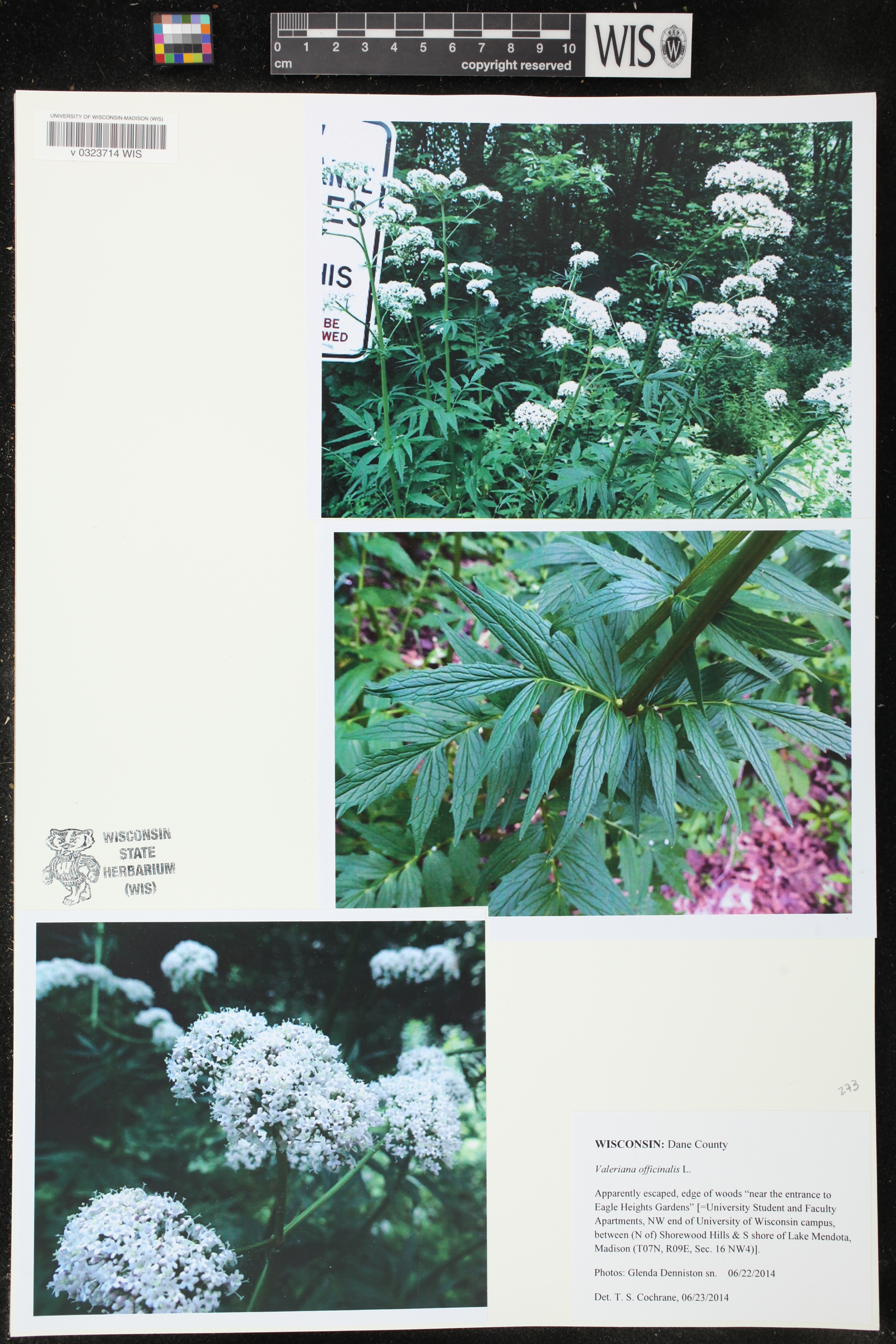 Valeriana officinalis image