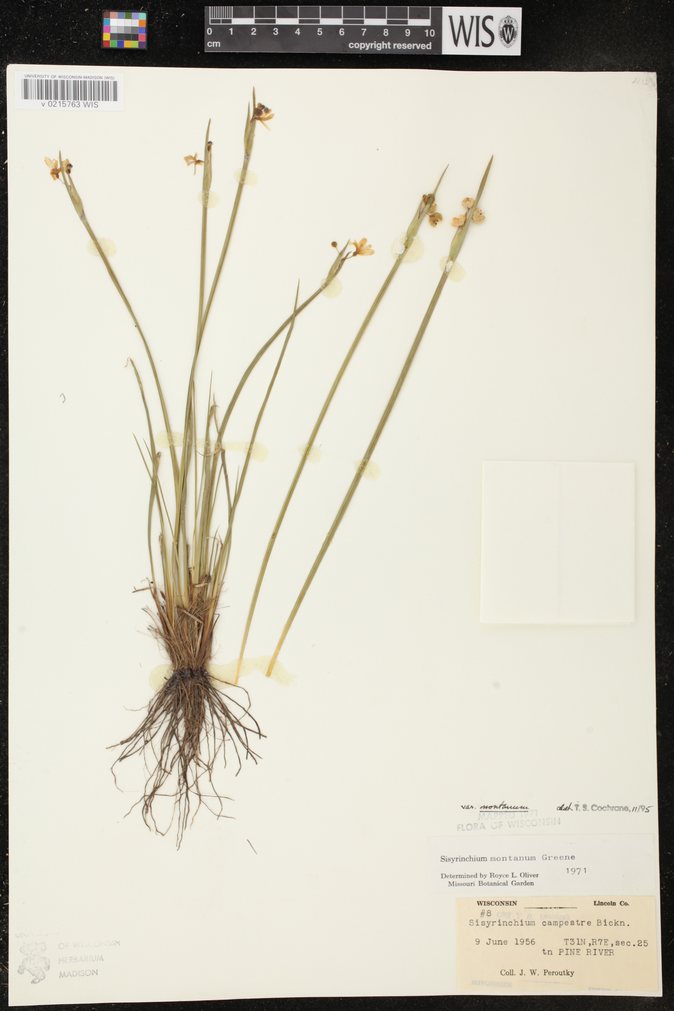 Sisyrinchium montanum image