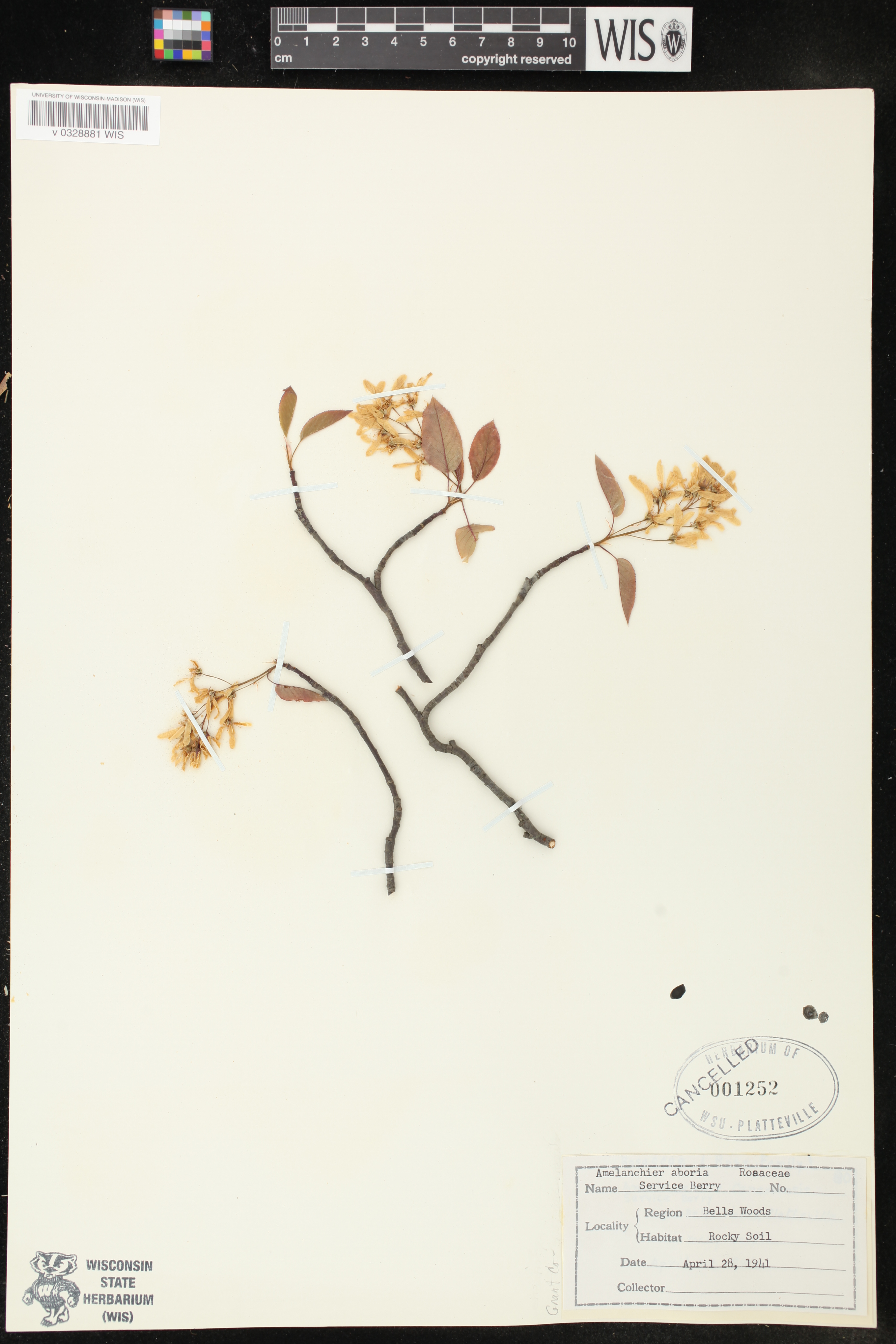 Amelanchier arborea image
