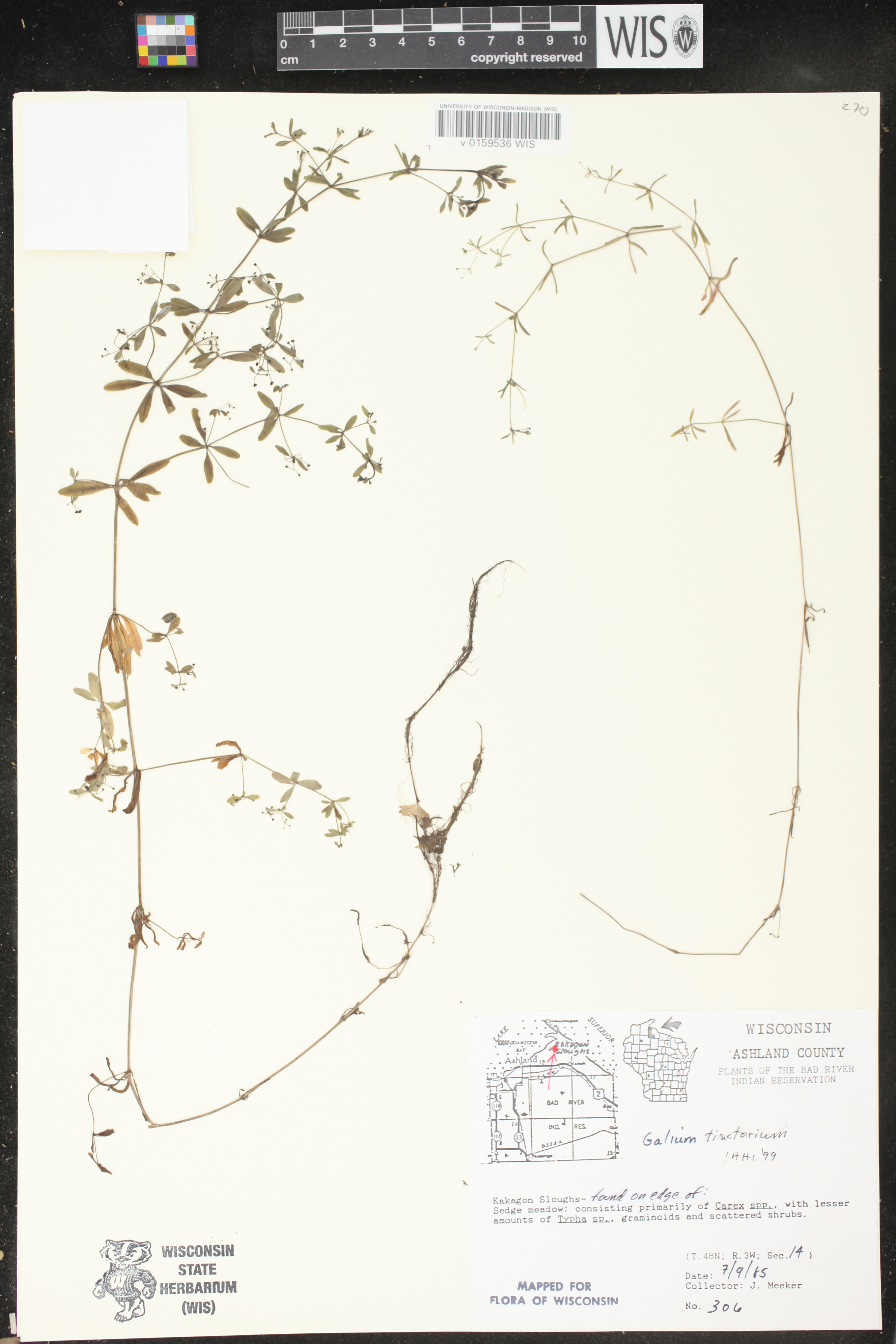 Galium tinctorium image