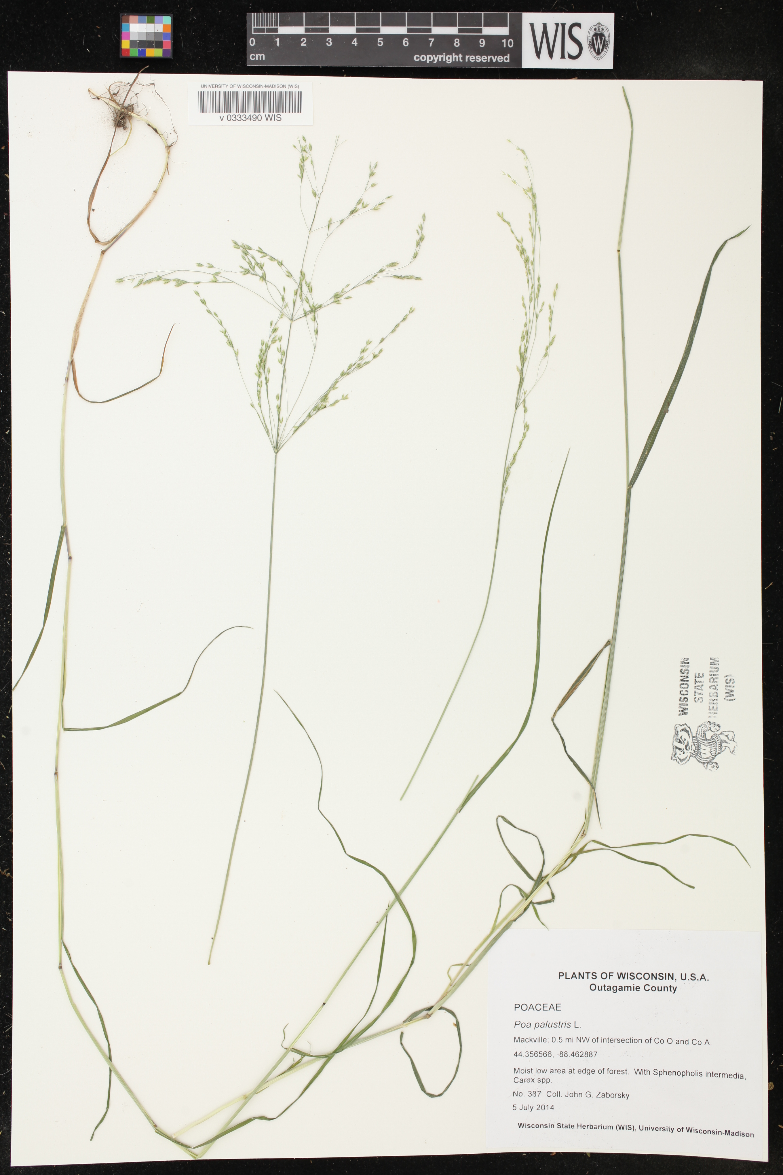 Poa palustris image