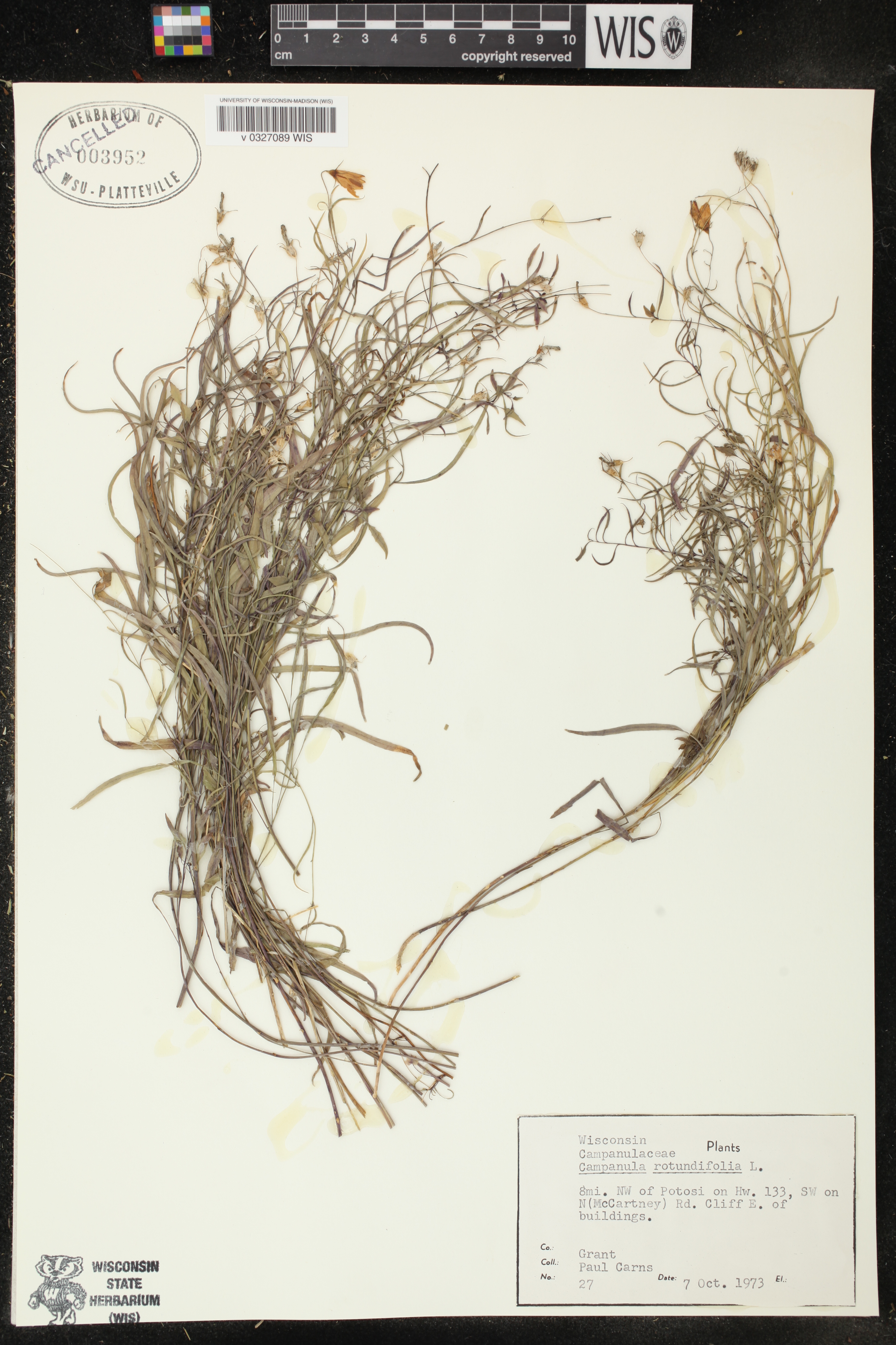 Campanula rotundifolia image