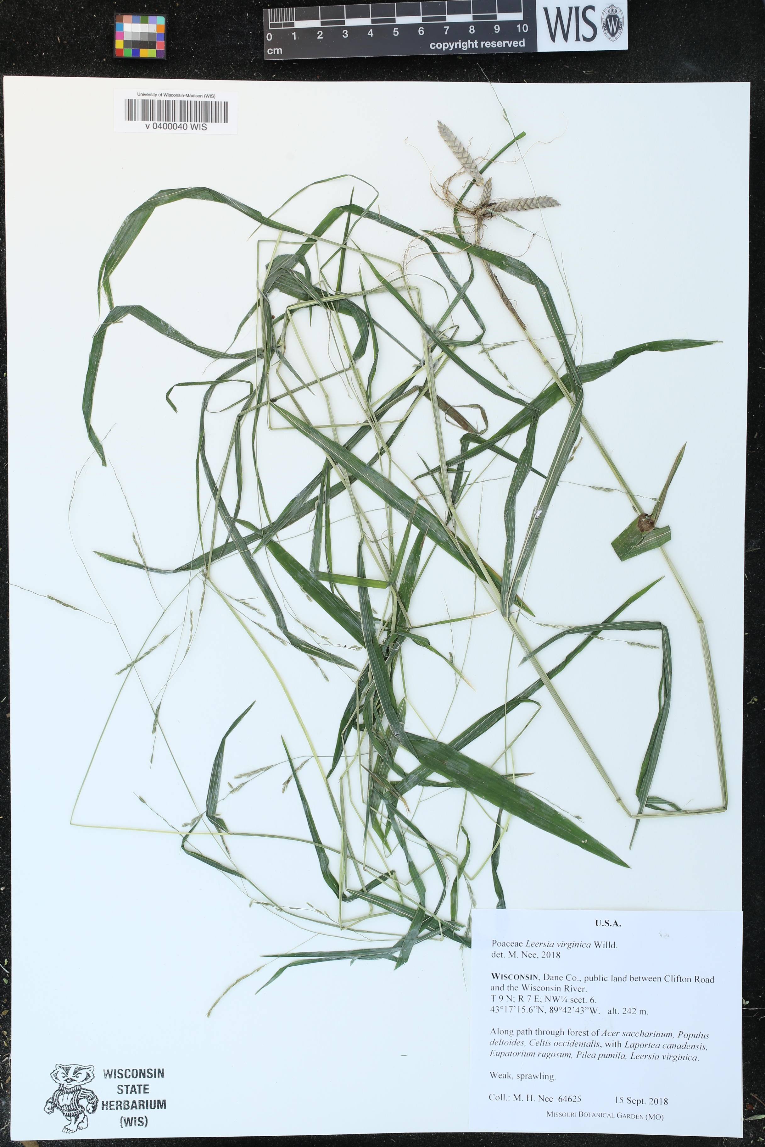 Leersia virginica image