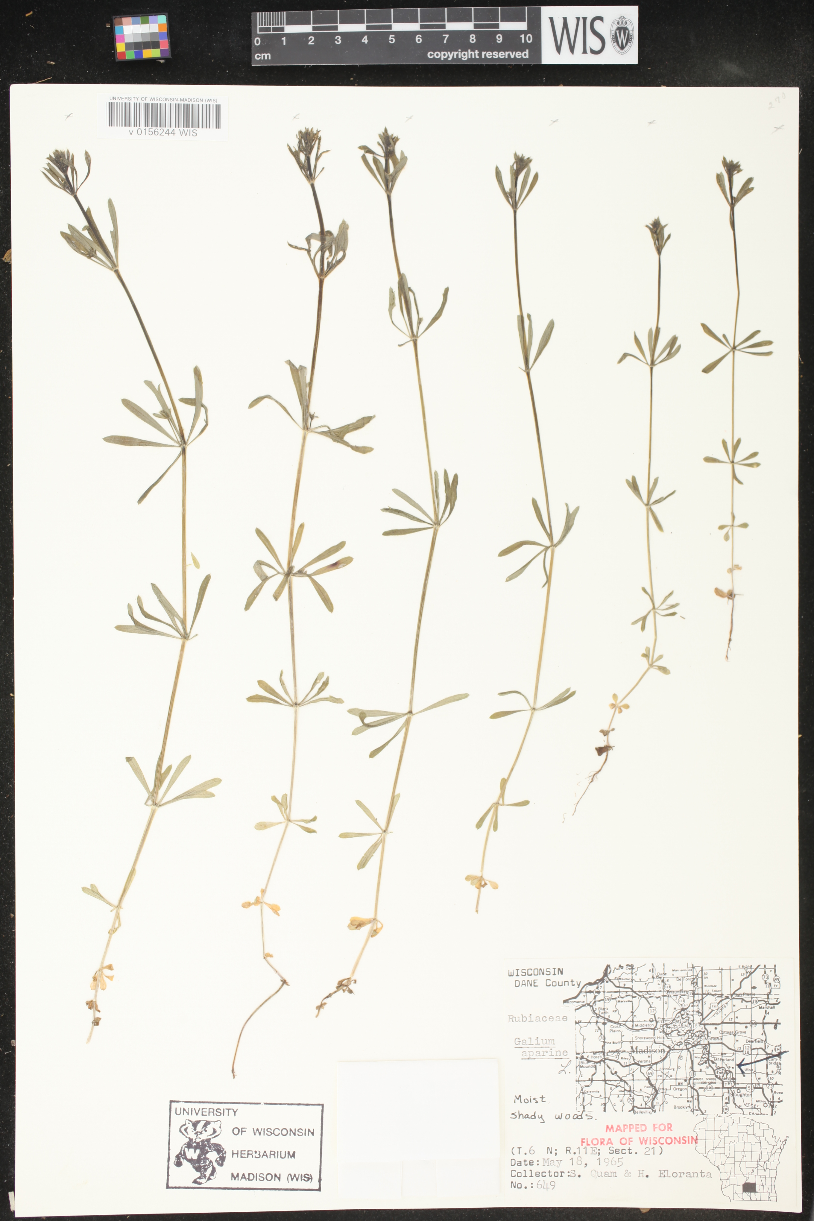 Galium aparine image