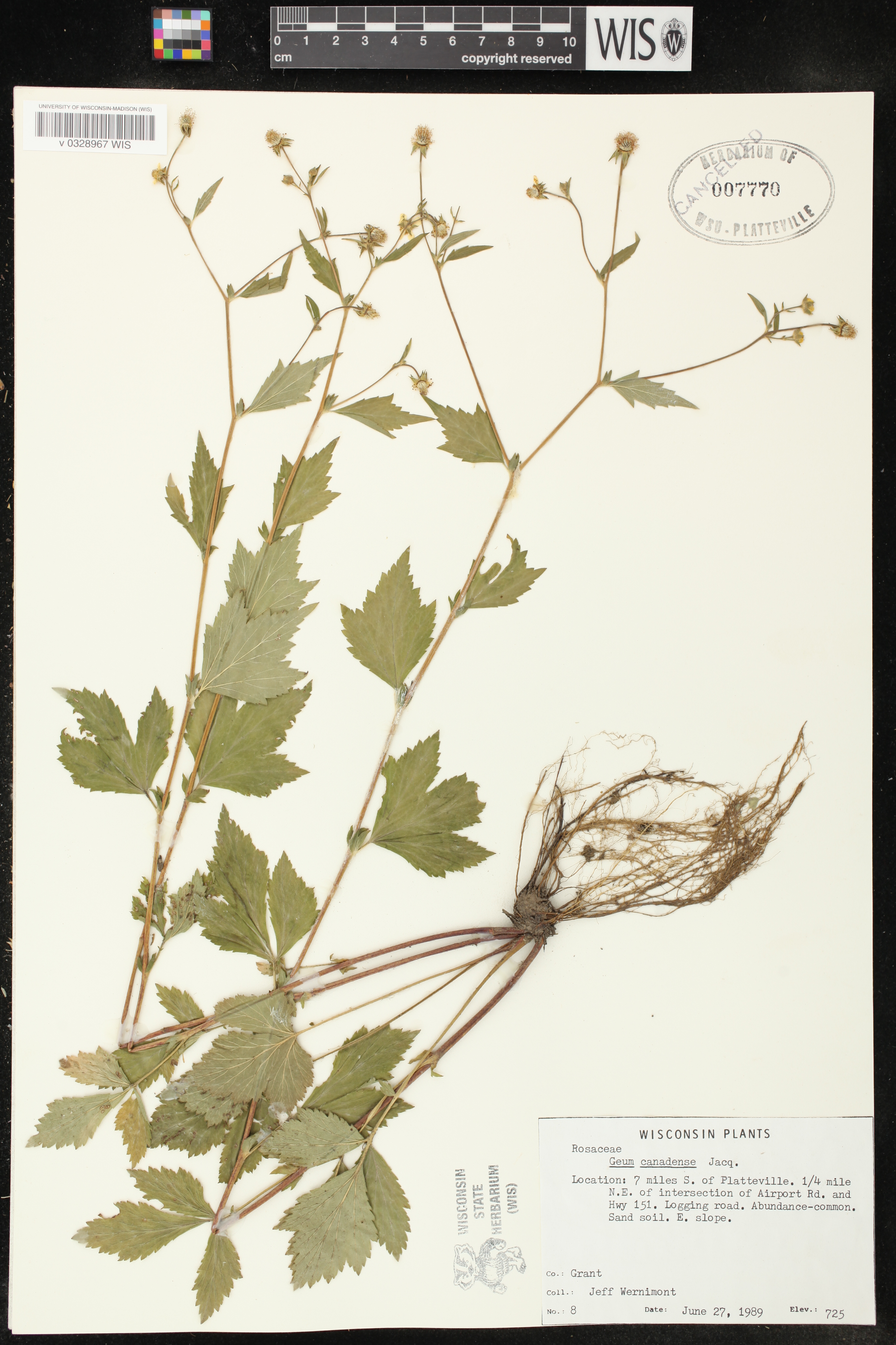 Geum canadense image