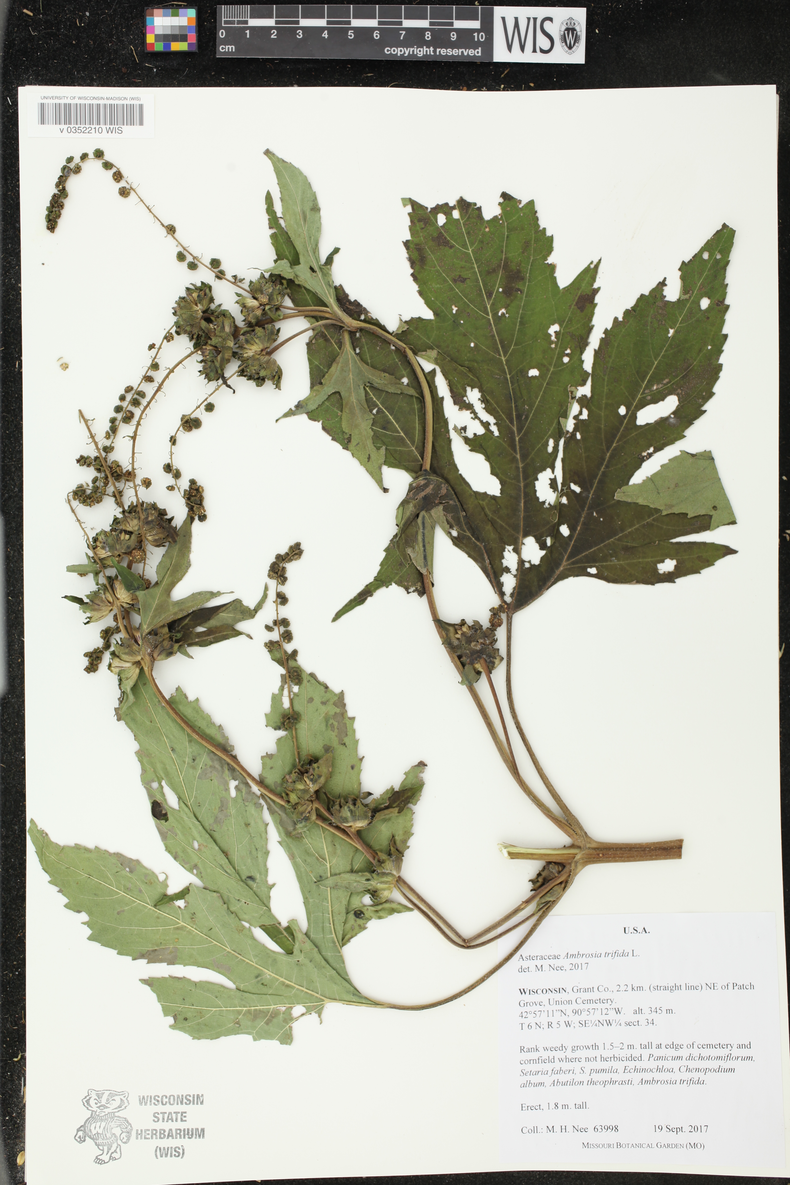 Ambrosia trifida image