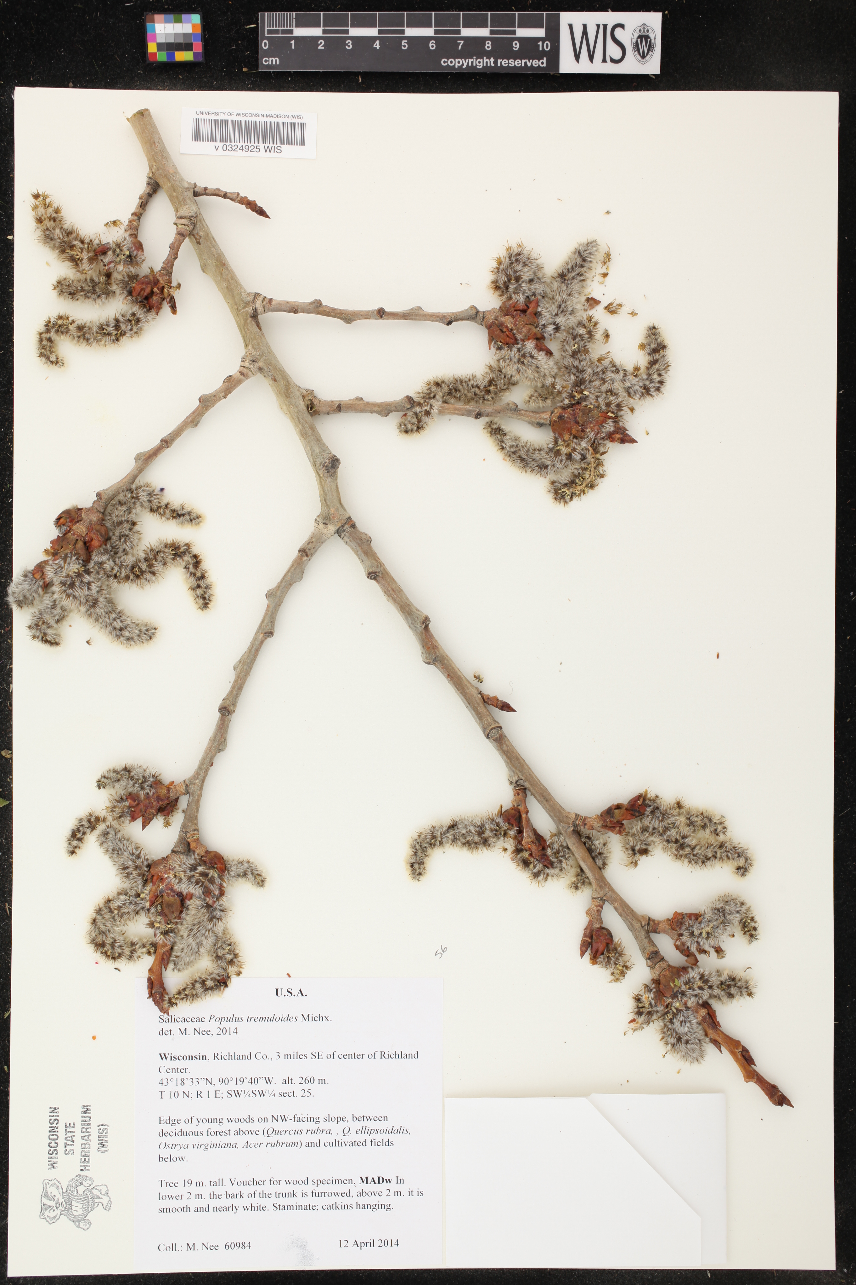 Populus tremuloides image