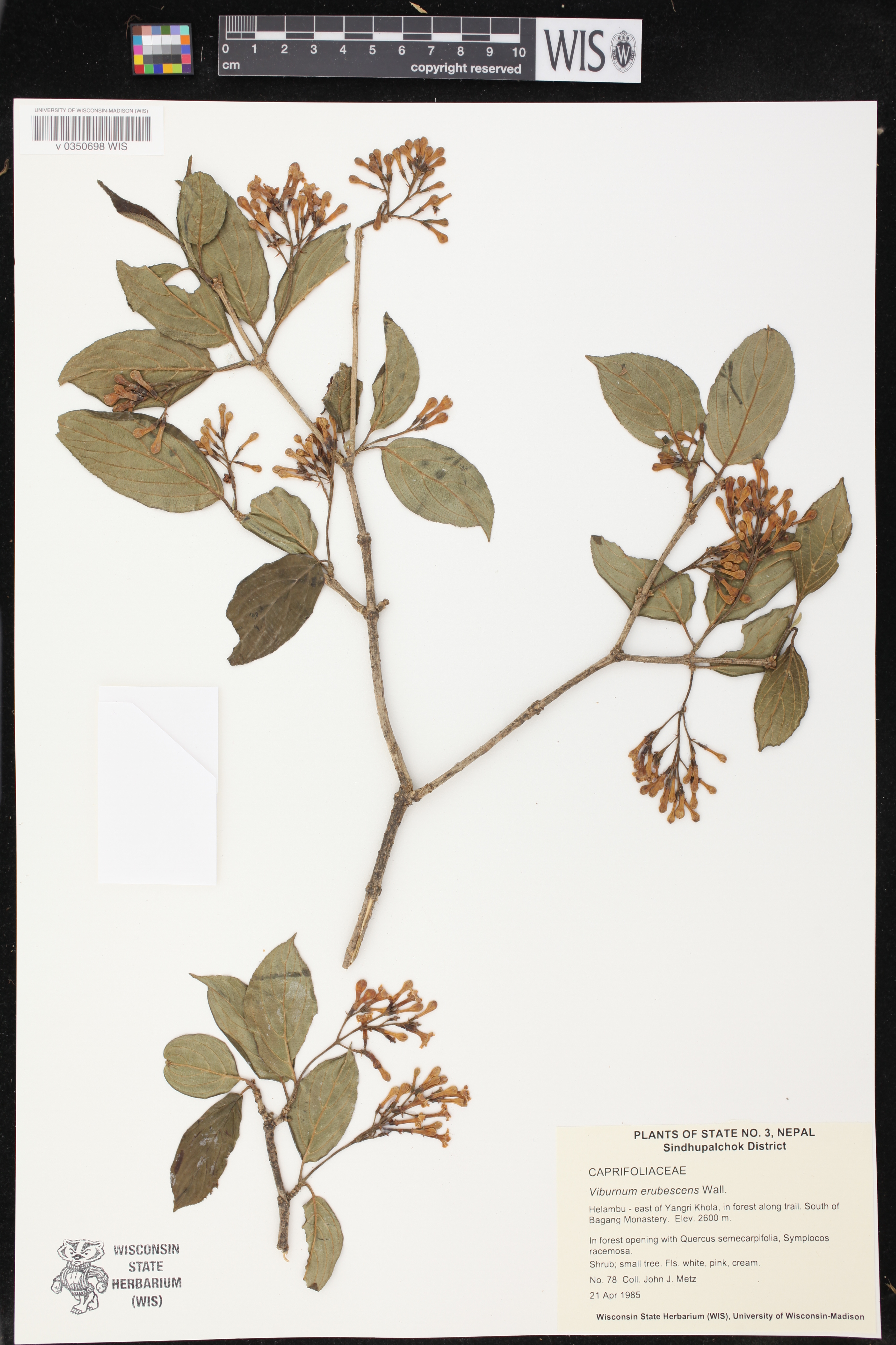 Viburnum erubescens image