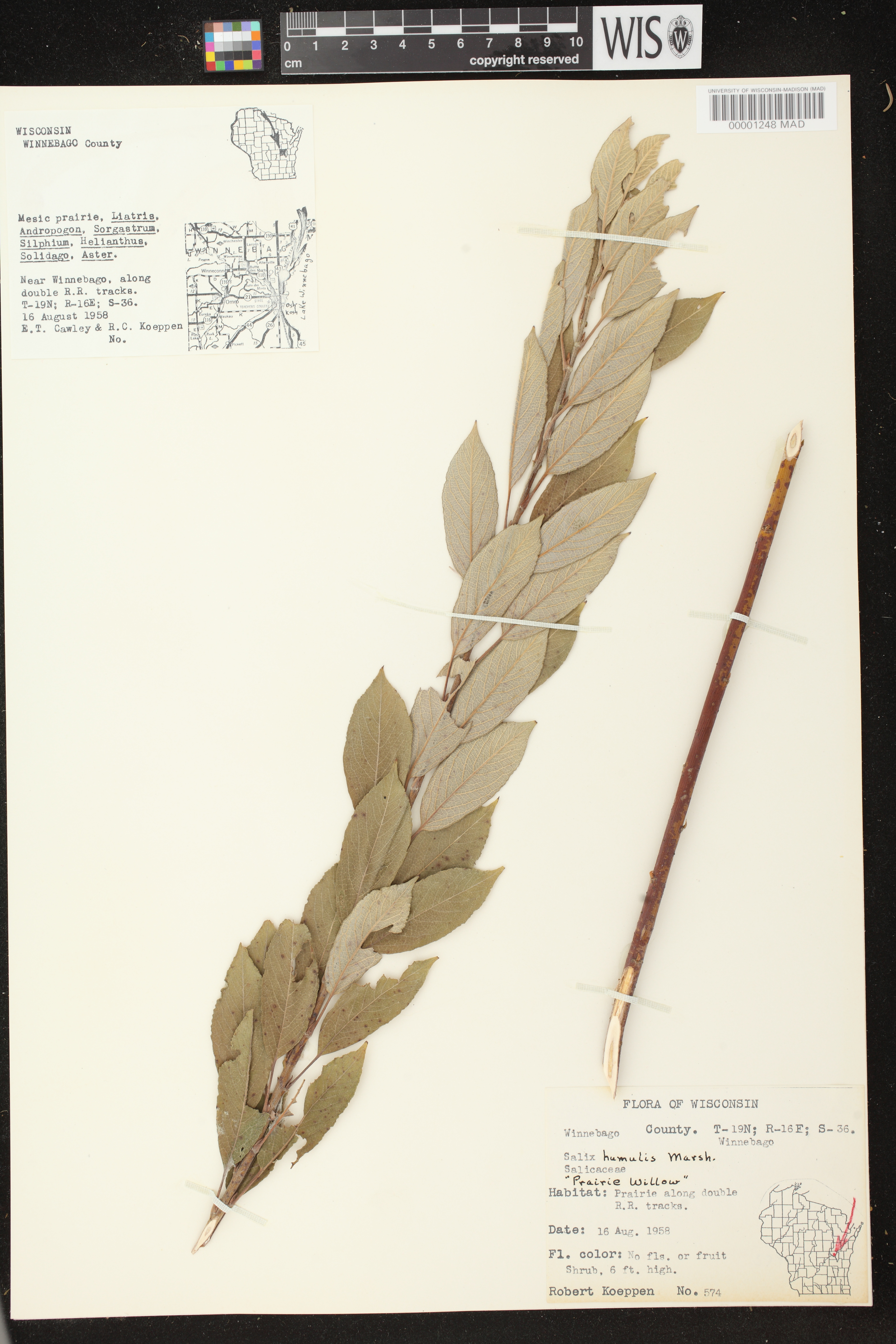 Salix humilis image
