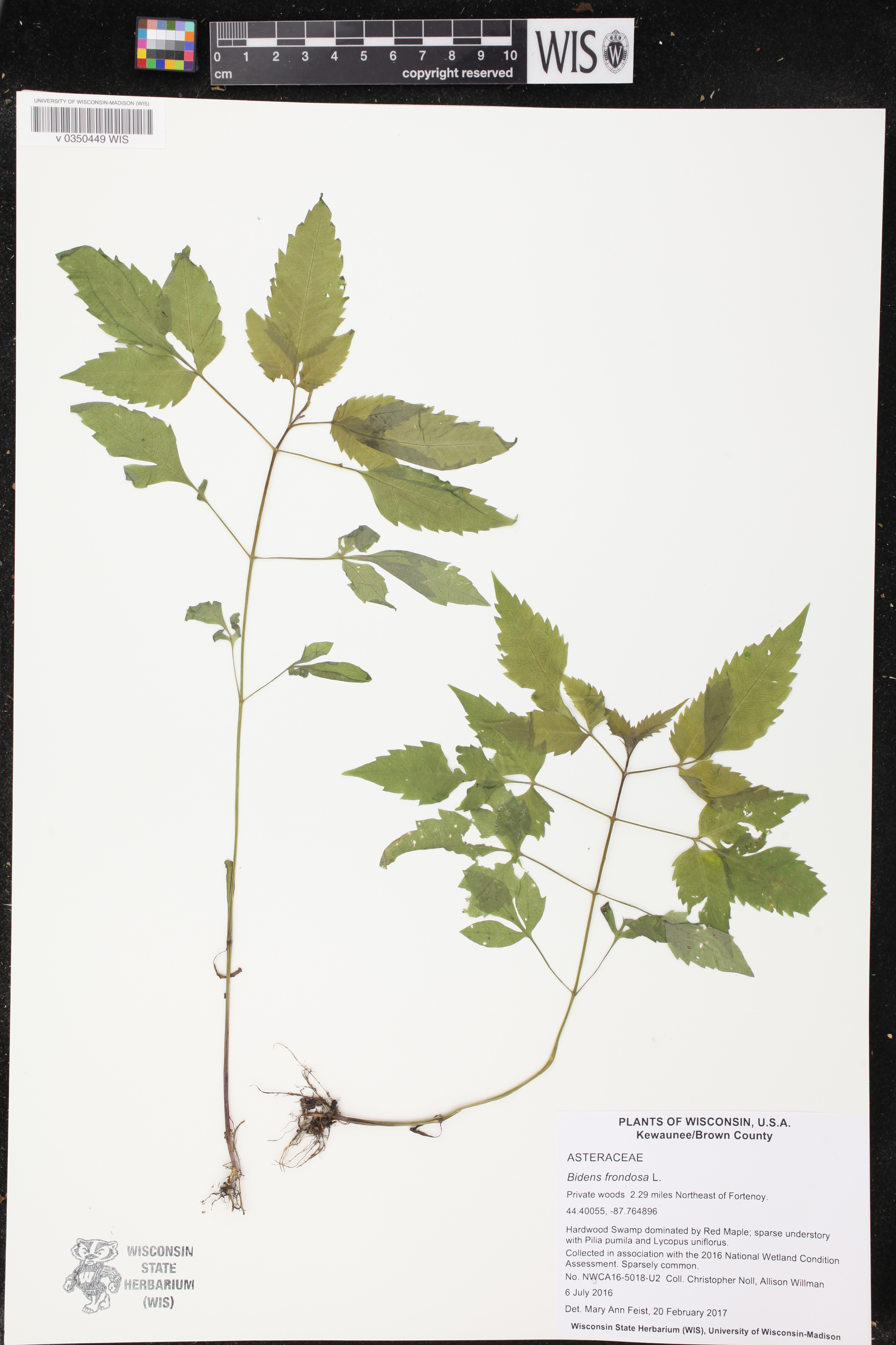 Bidens frondosa image