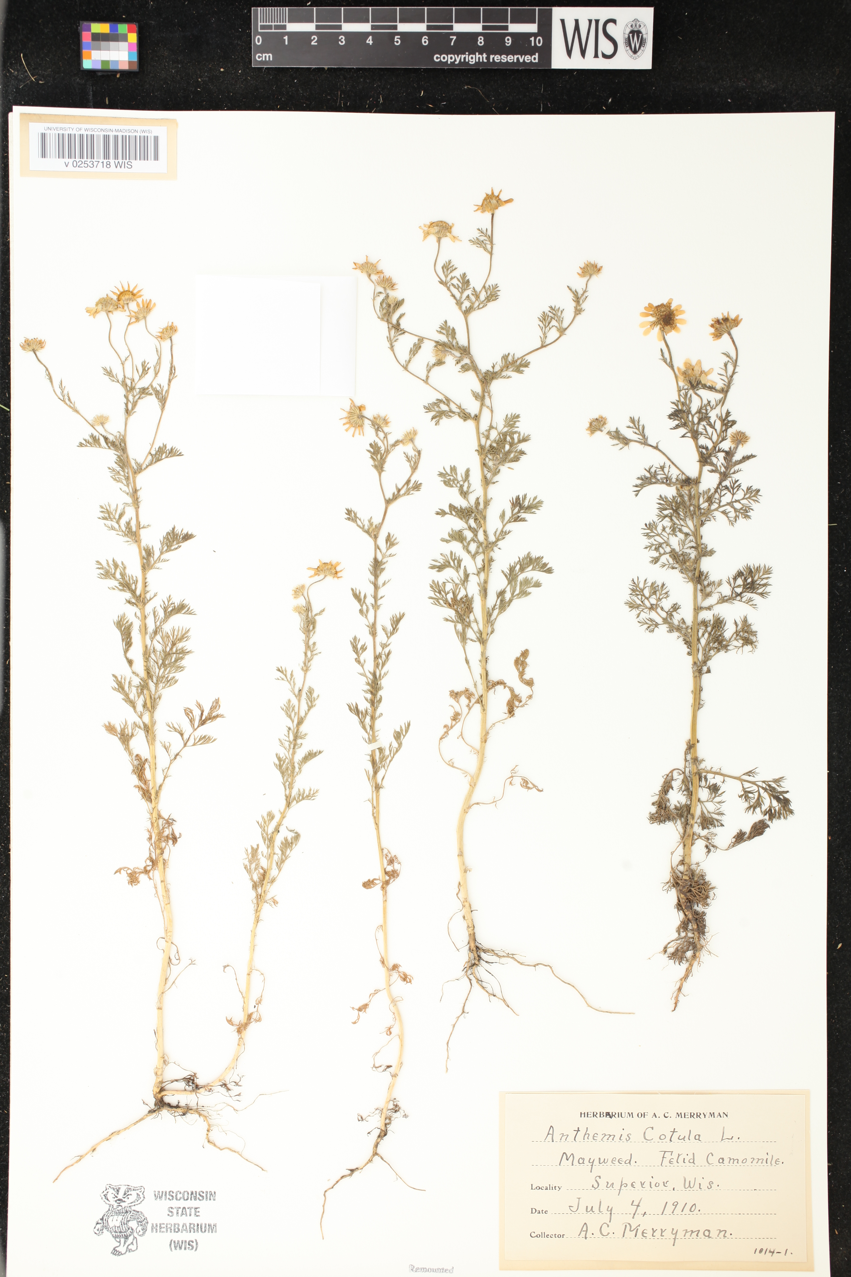 Anthemis cotula image