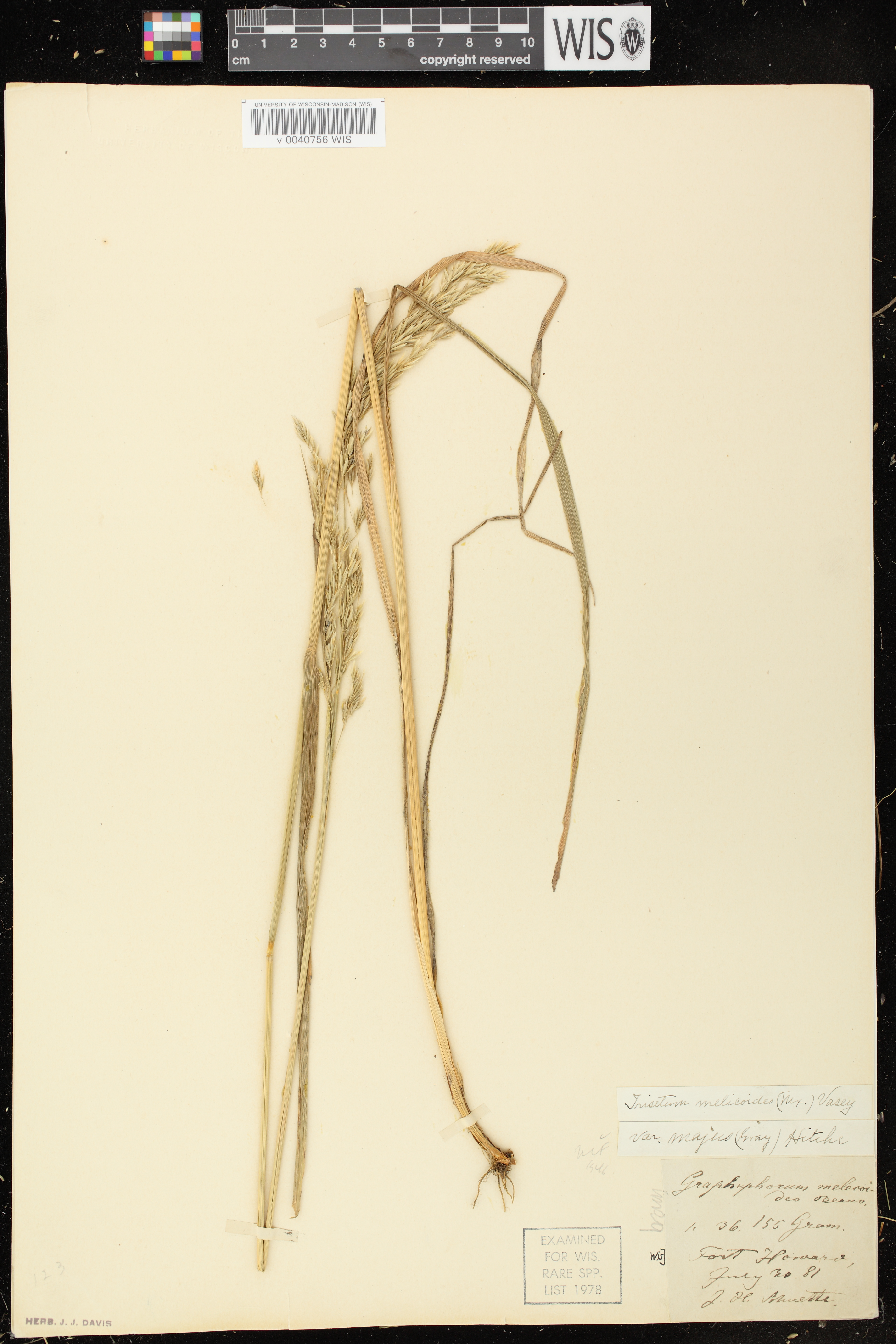 Image of Graphephorum melicoides