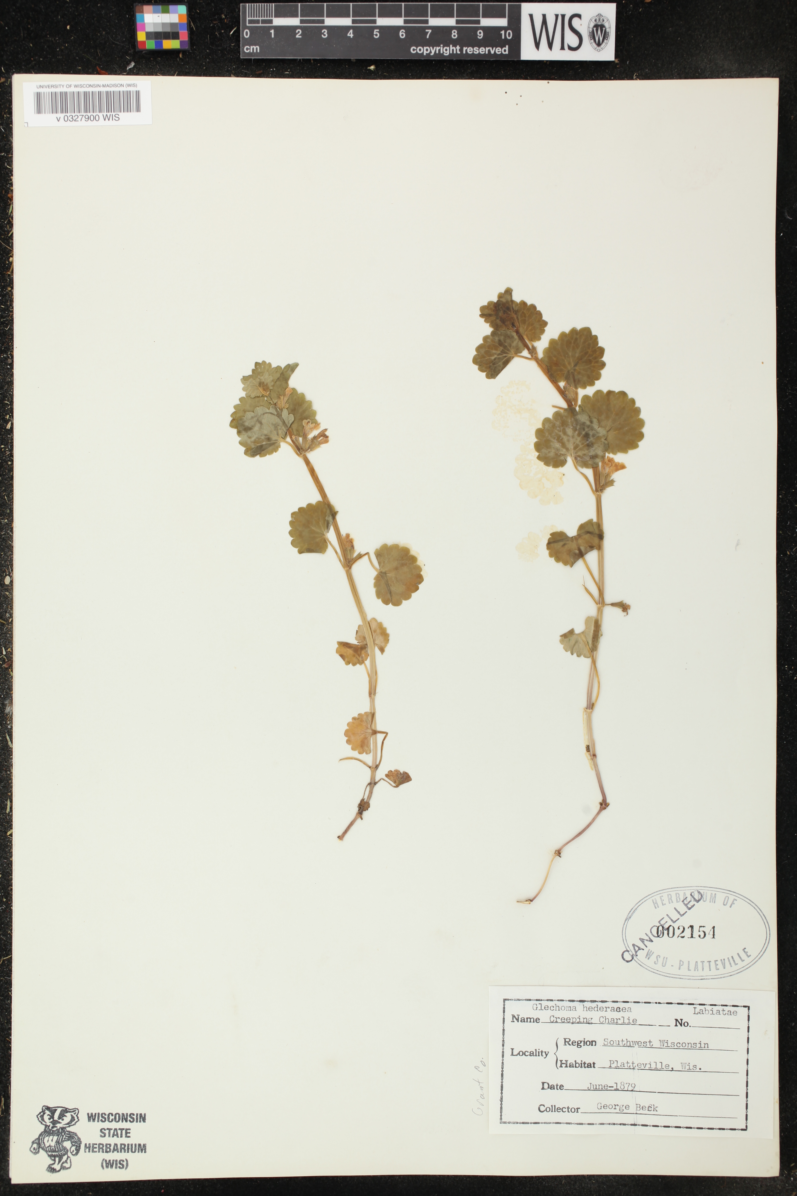 Glechoma hederacea image