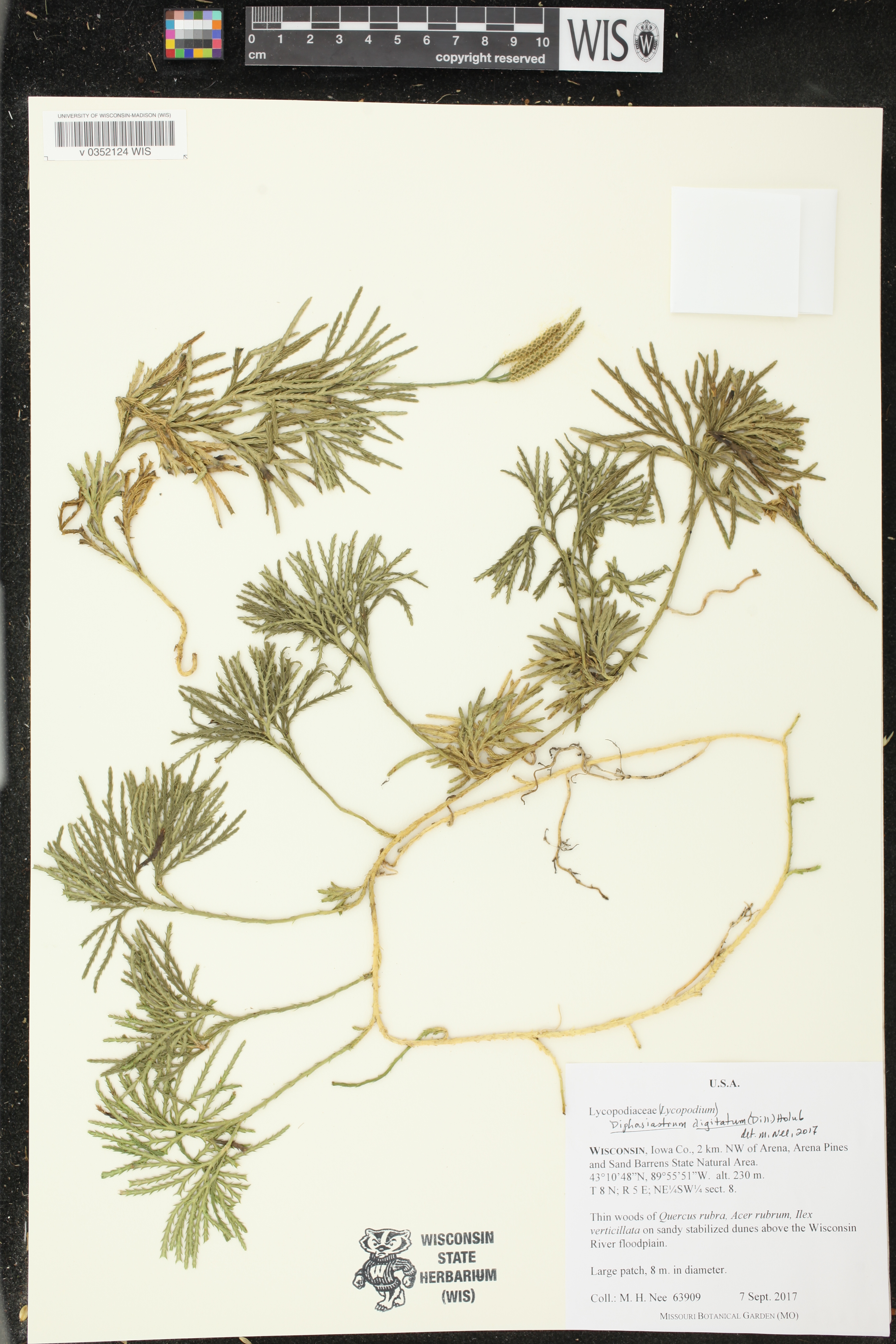 Diphasiastrum digitatum image
